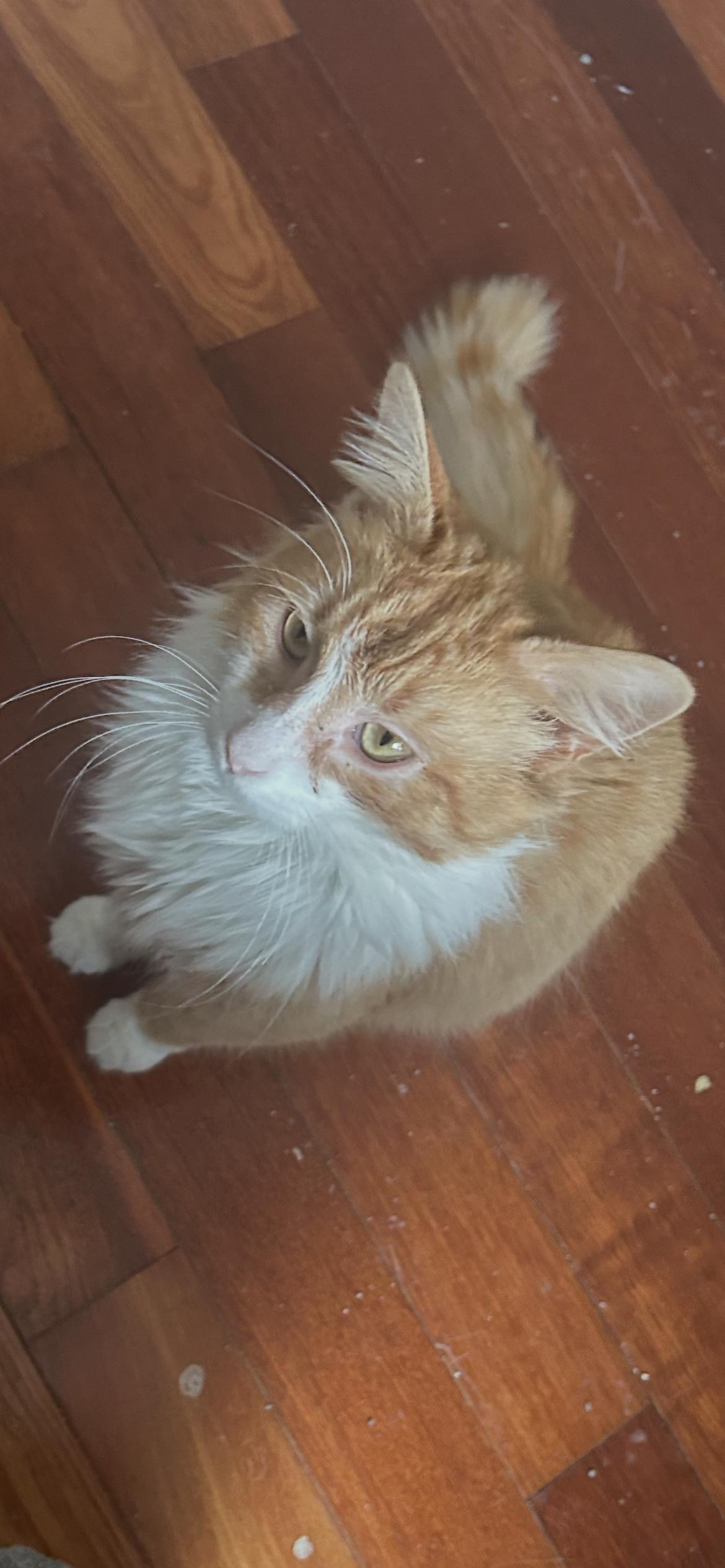 Enlarge Pringles, an adopted Domestic Long Hair in Shelby Township, MI image 3/6