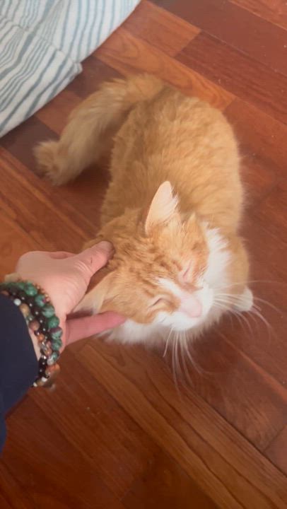 Enlarge Pringles, an adopted Domestic Long Hair in Shelby Township, MI video 4/6