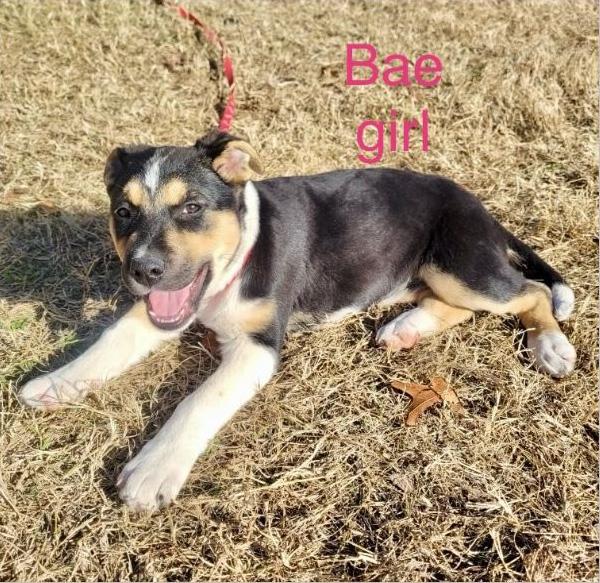 Enlarge Bae, a Adopted mixed breed in Welling, OK image 1/1