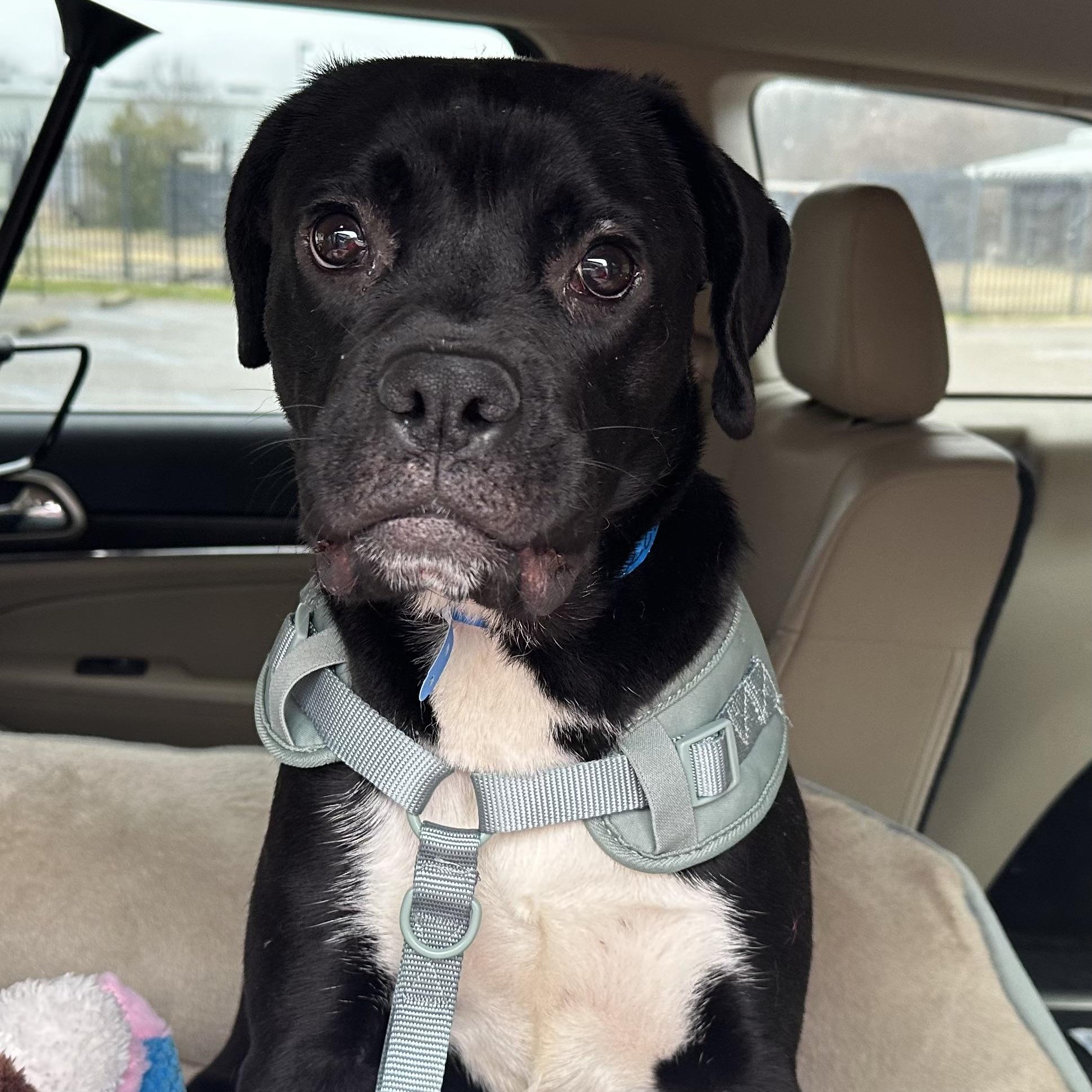 Enlarge Little Ben, a Adopted mixed breed in Falls Church, VA image 2/3