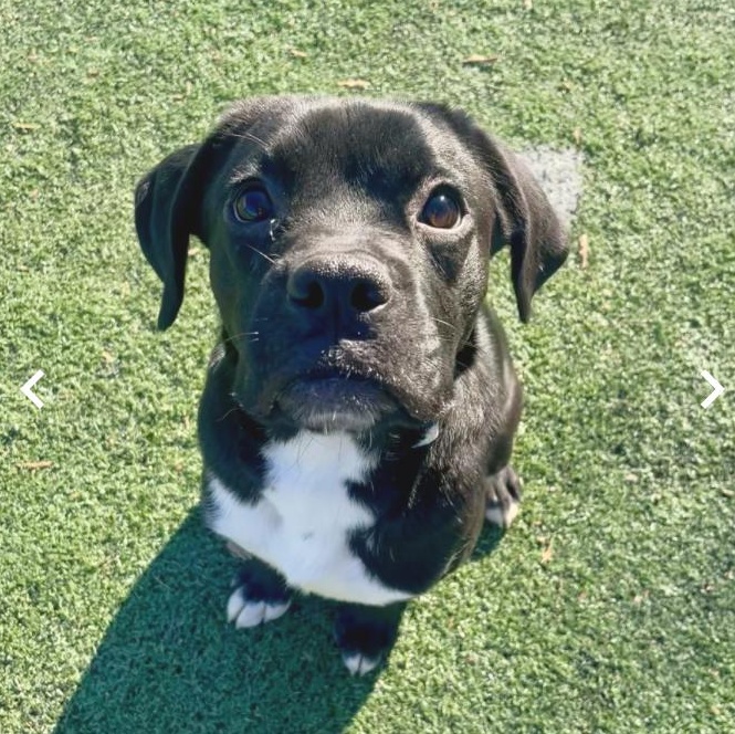 Enlarge Little Ben, a Adopted mixed breed in Falls Church, VA image 1/3