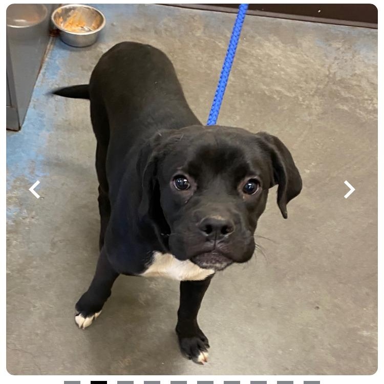 Enlarge Little Ben, a Adopted mixed breed in Falls Church, VA image 3/3