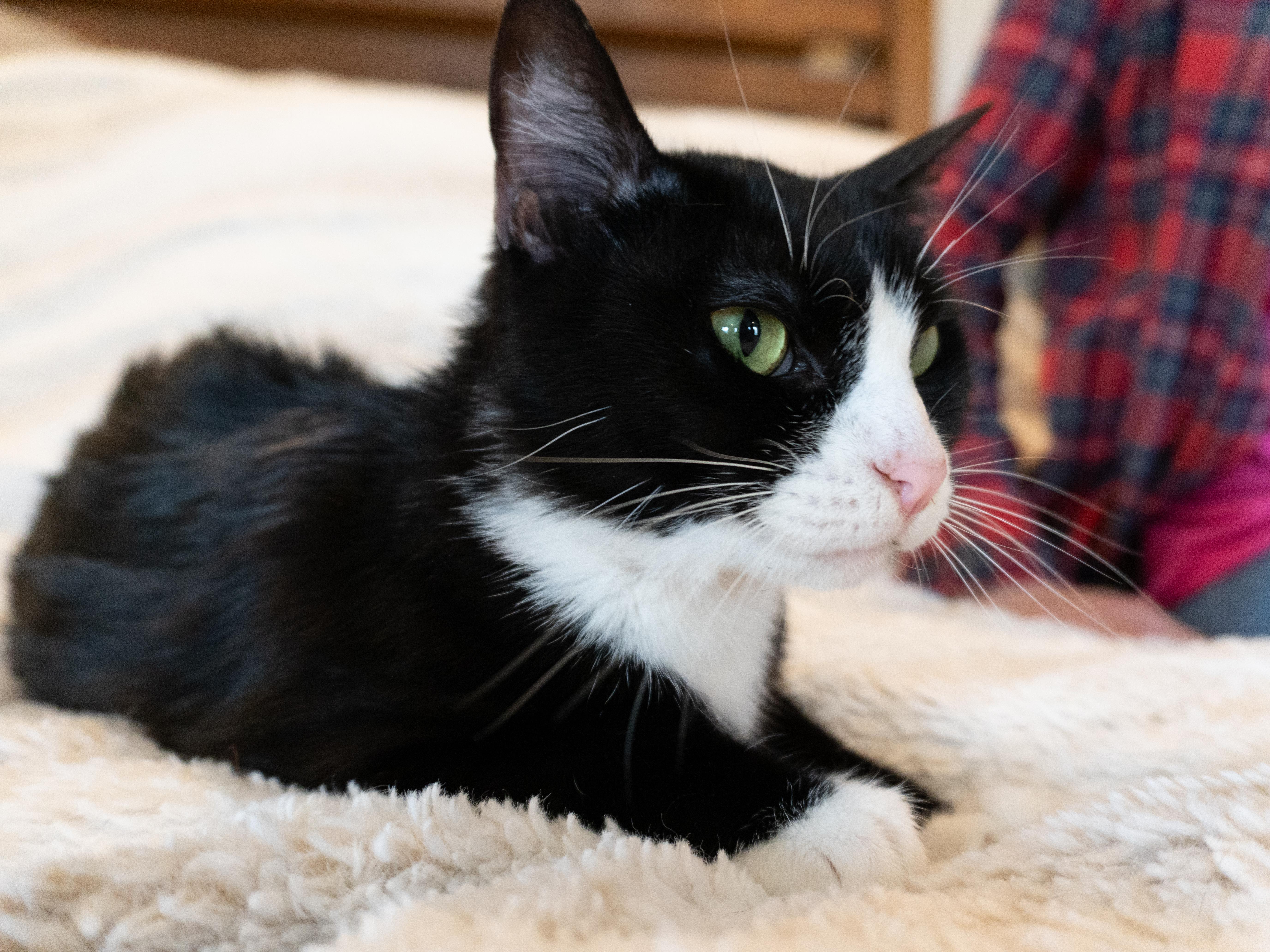 Enlarge Cher, a Adoptable Domestic Short Hair in Selah, WA image 3/5