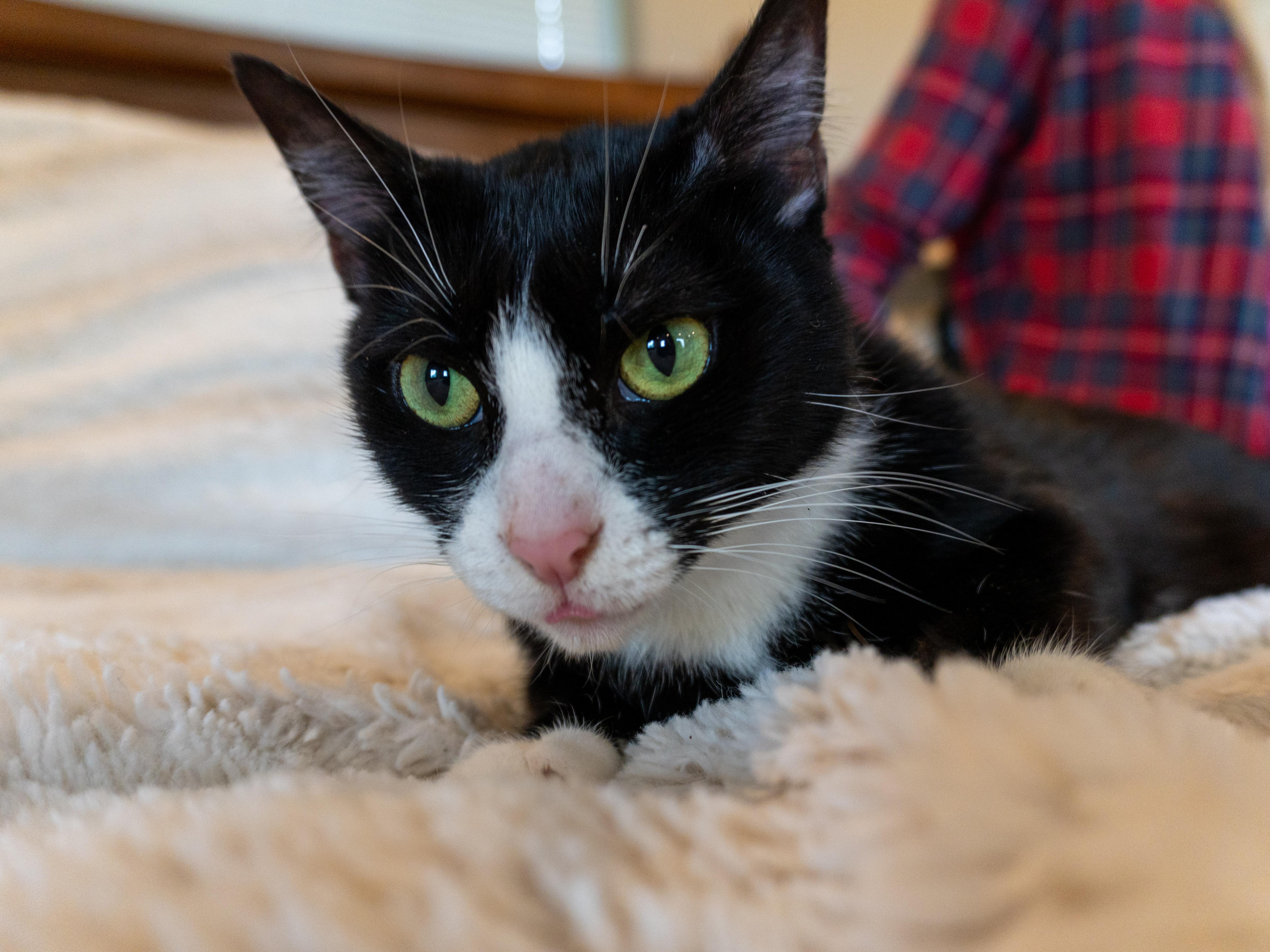 Cher, Adoptable, Adult Female Domestic Short Hair.