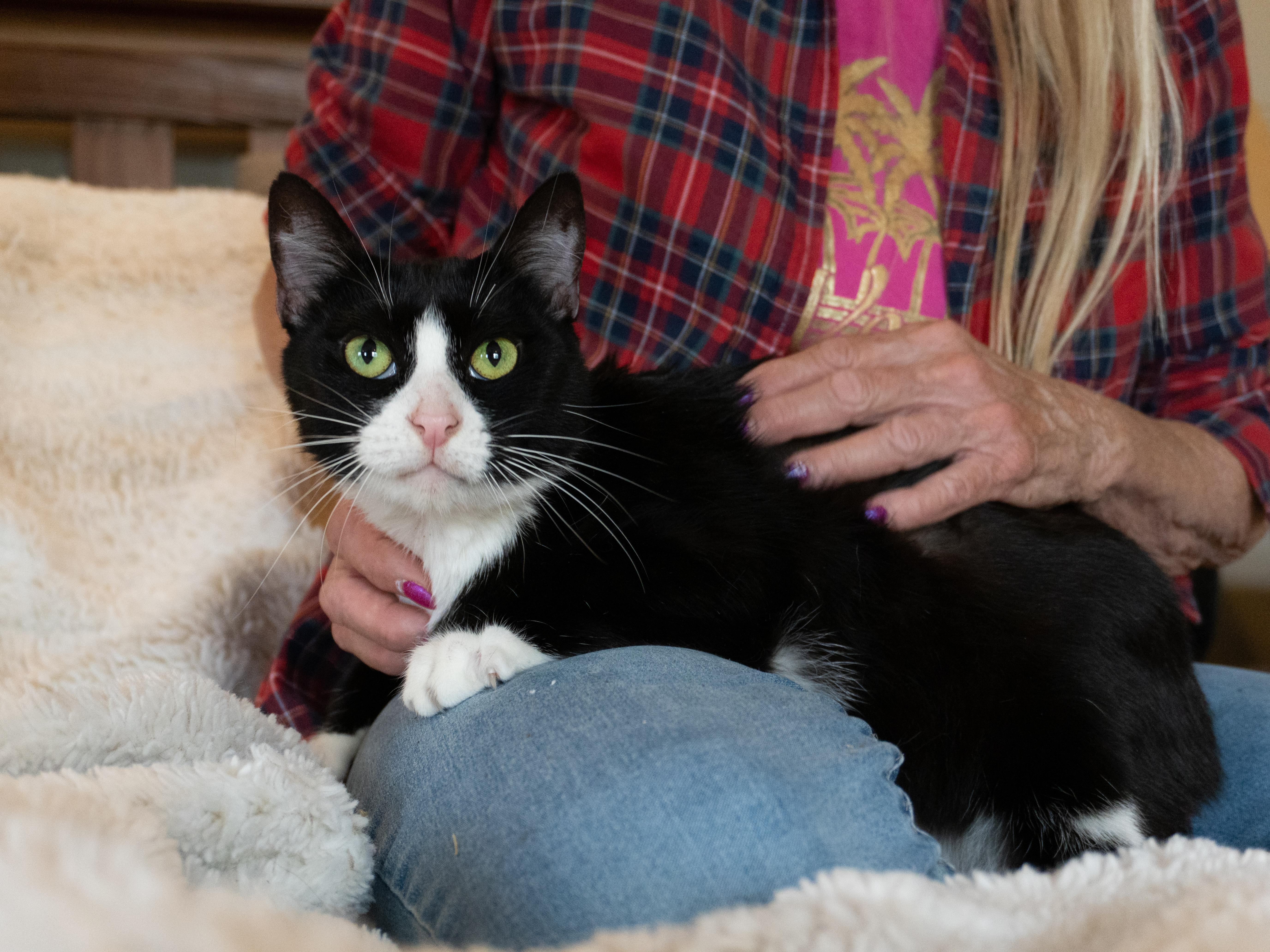 Enlarge Cher, a Adoptable Domestic Short Hair in Selah, WA image 2/5