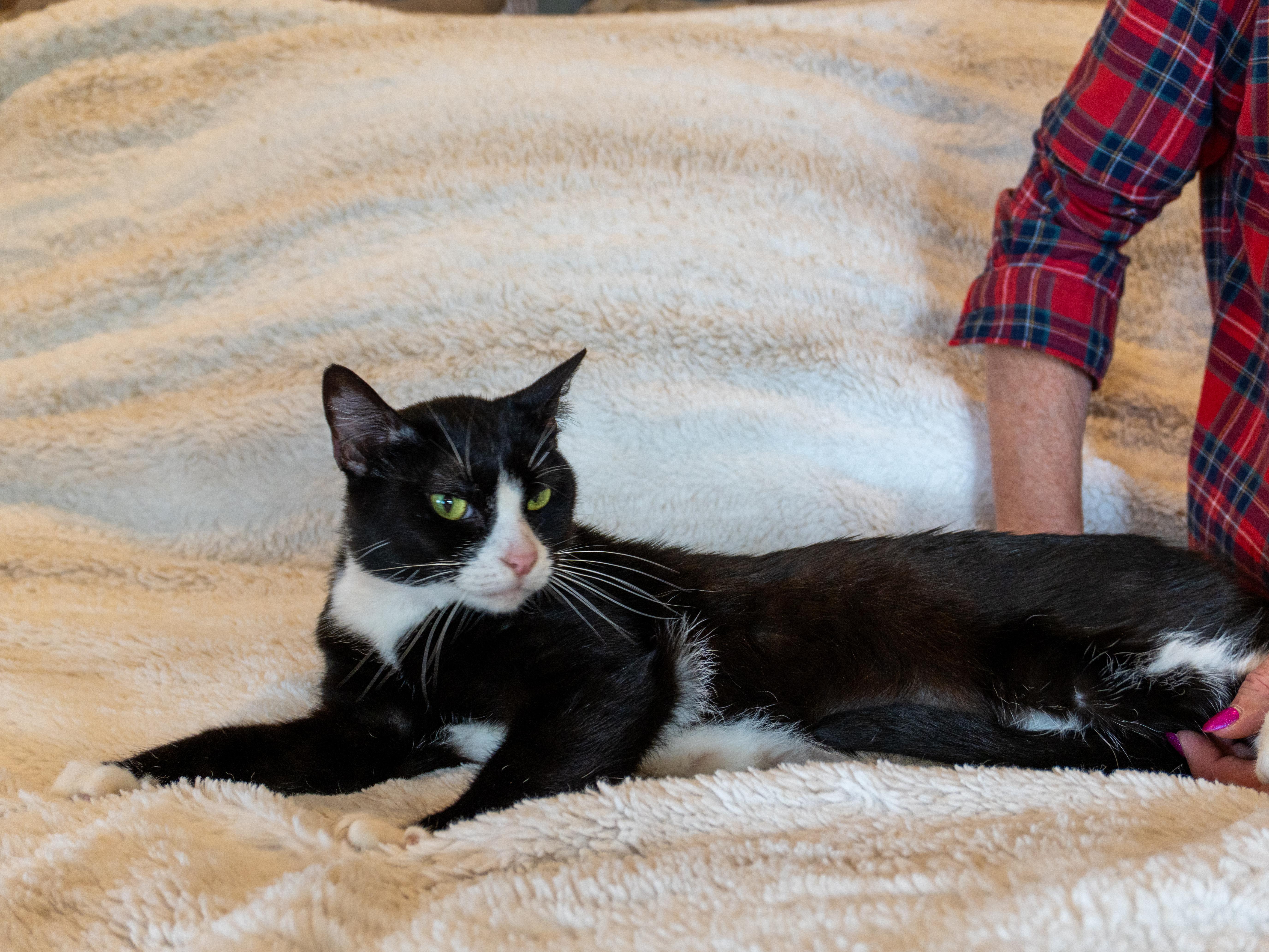 Enlarge Cher, a Adoptable Domestic Short Hair in Selah, WA image 4/5