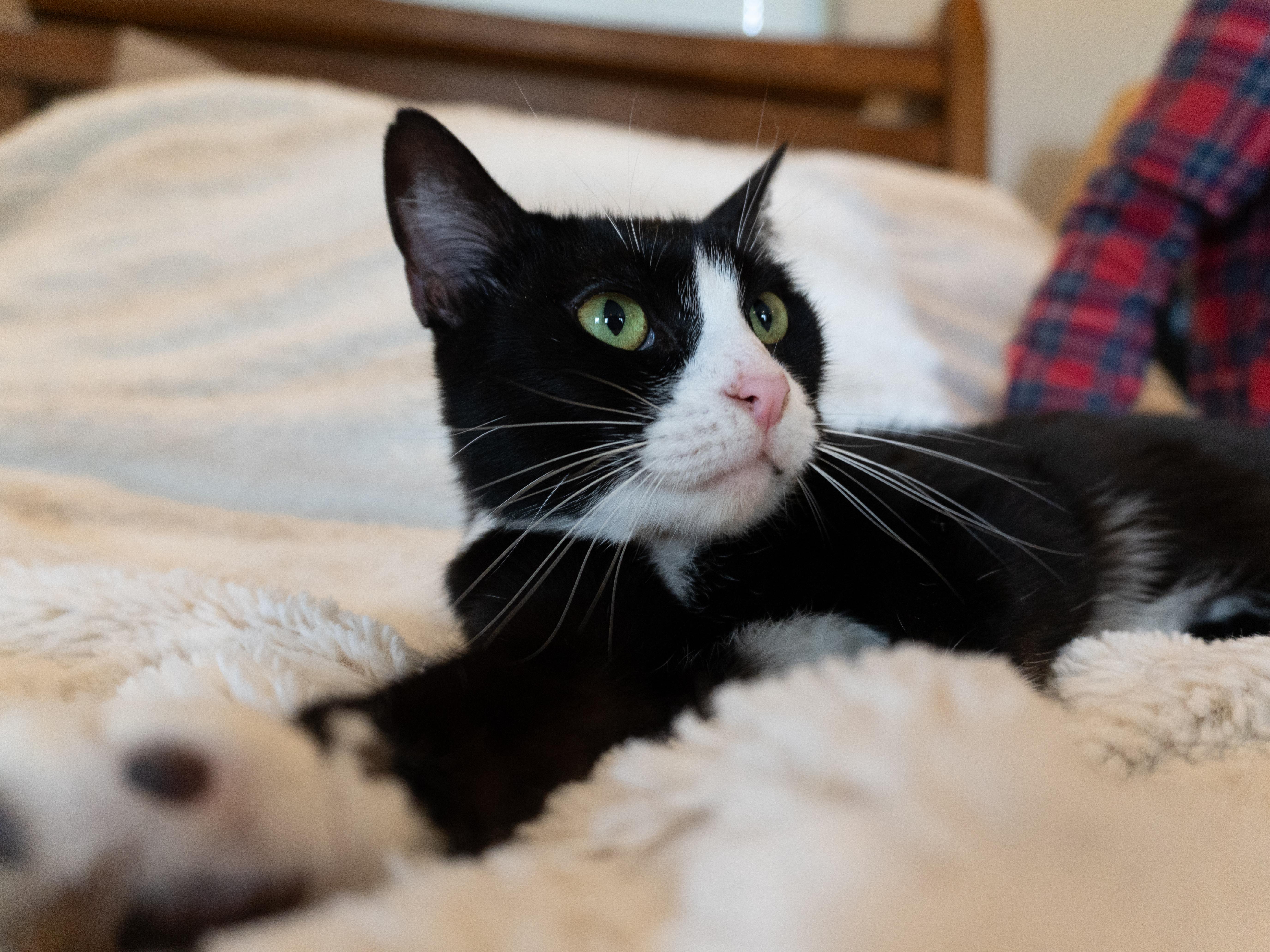 Enlarge Cher, a Adoptable Domestic Short Hair in Selah, WA image 5/5