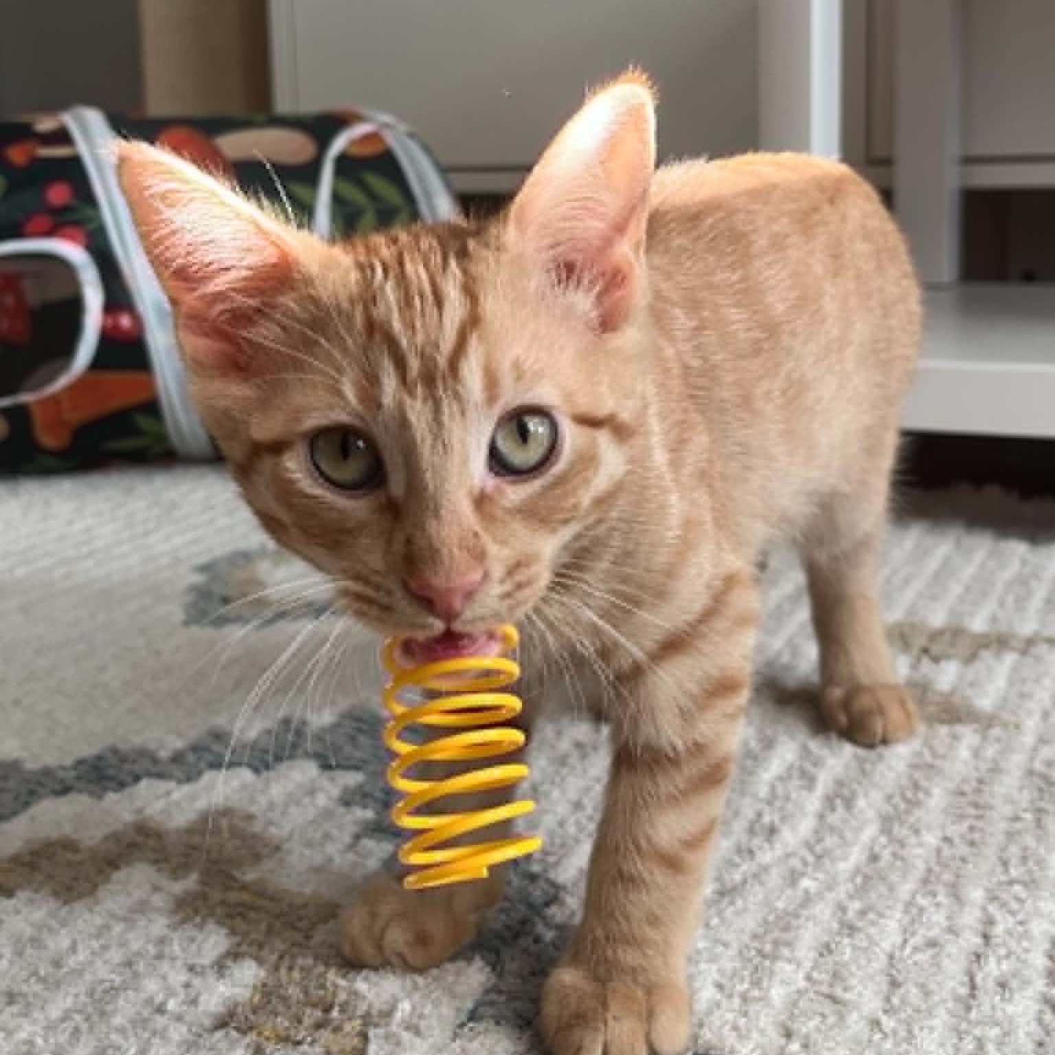 Belladonna, a ADOPTABLE Domestic Short Hair in Brooklyn, NY image 2/5