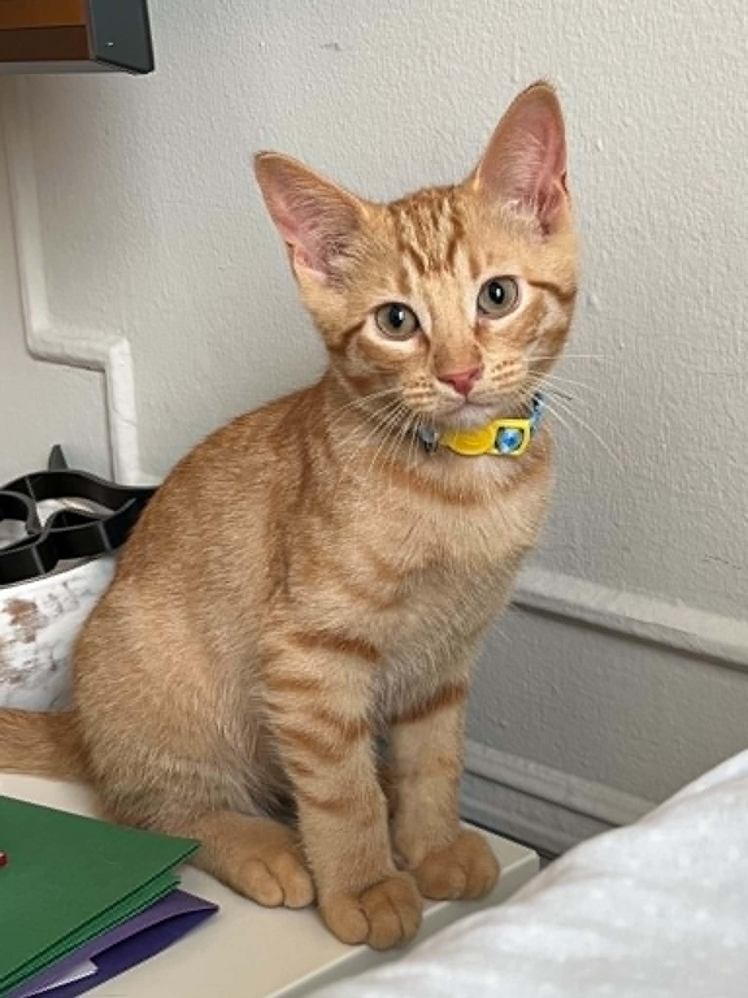Belladonna, ADOPTABLE, Kitten Male Domestic Short Hair.