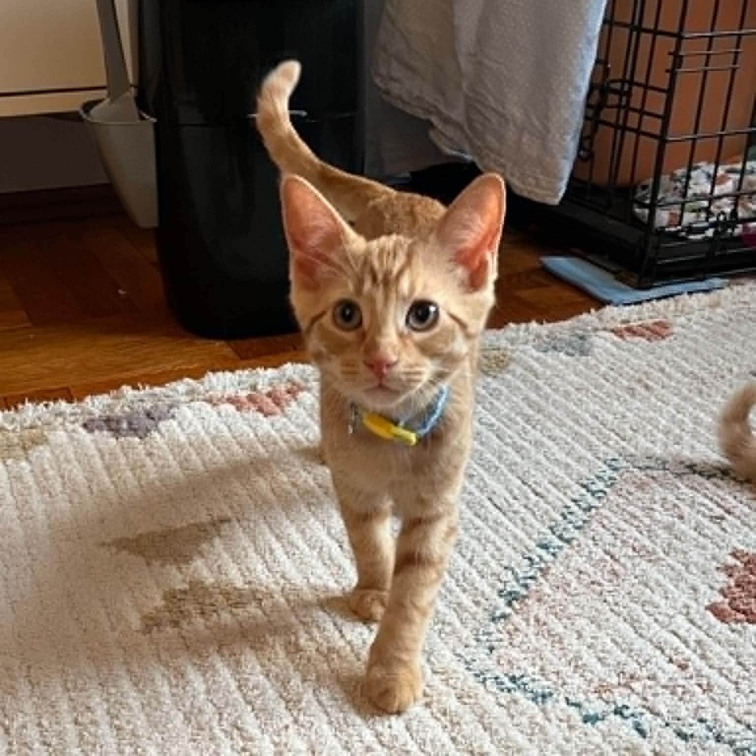 Belladonna, a ADOPTABLE Domestic Short Hair in Brooklyn, NY image 3/5