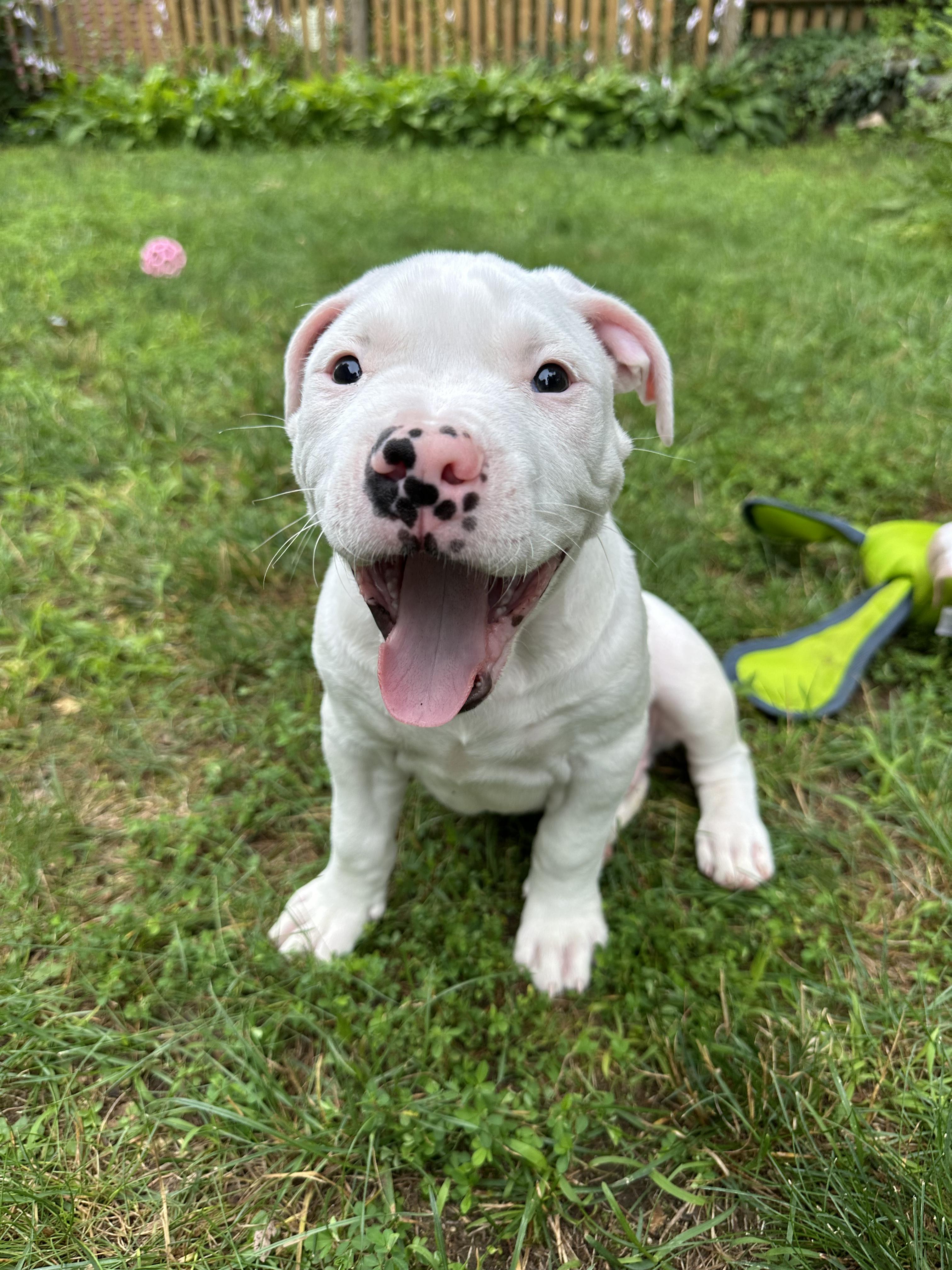 Enlarge Kane, a ADOPTABLE mixed breed in Avon, CT image 2/6