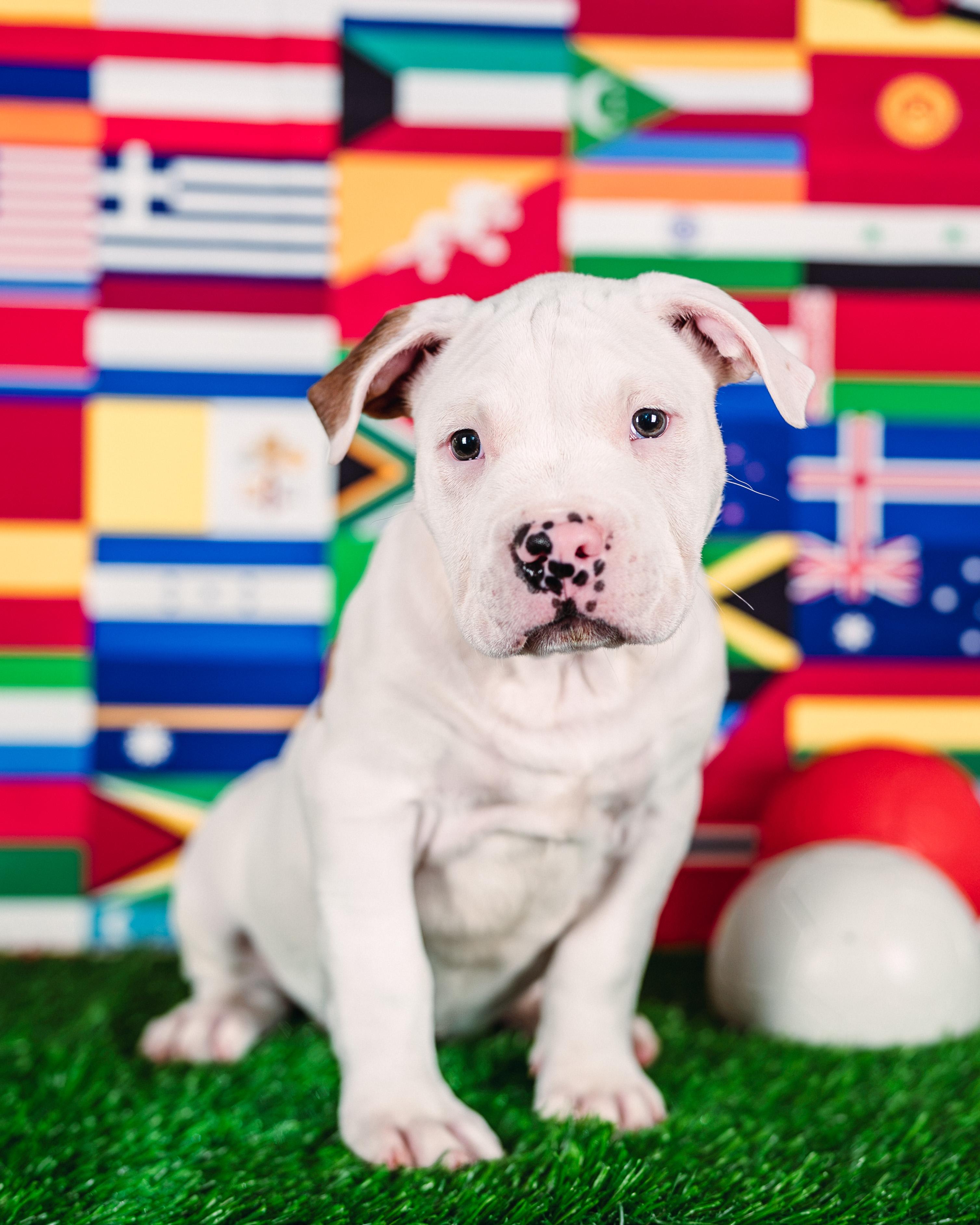 Kane, ADOPTABLE, Puppy Male American Bulldog.