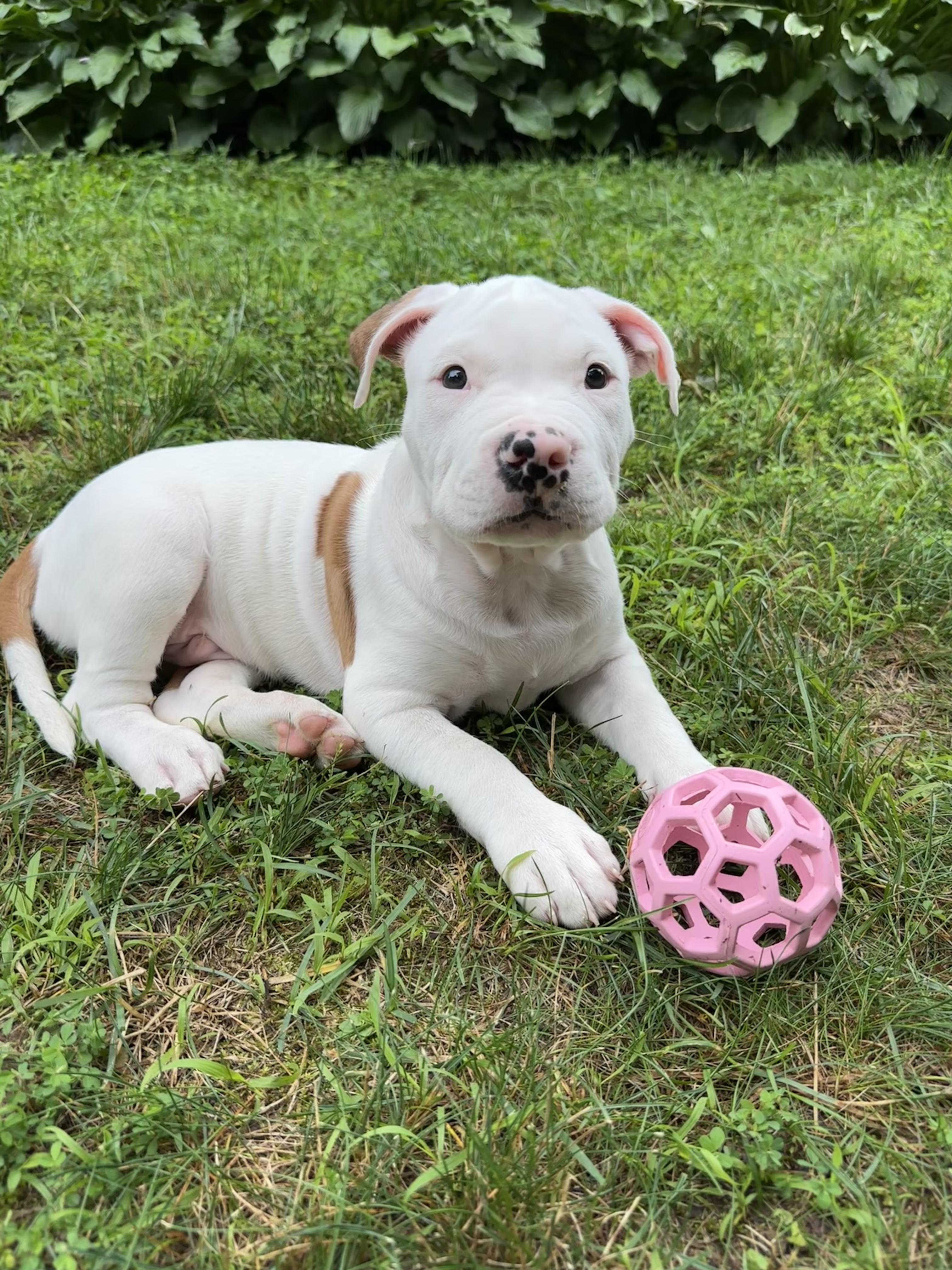 Enlarge Kane, a ADOPTABLE mixed breed in Avon, CT image 3/6