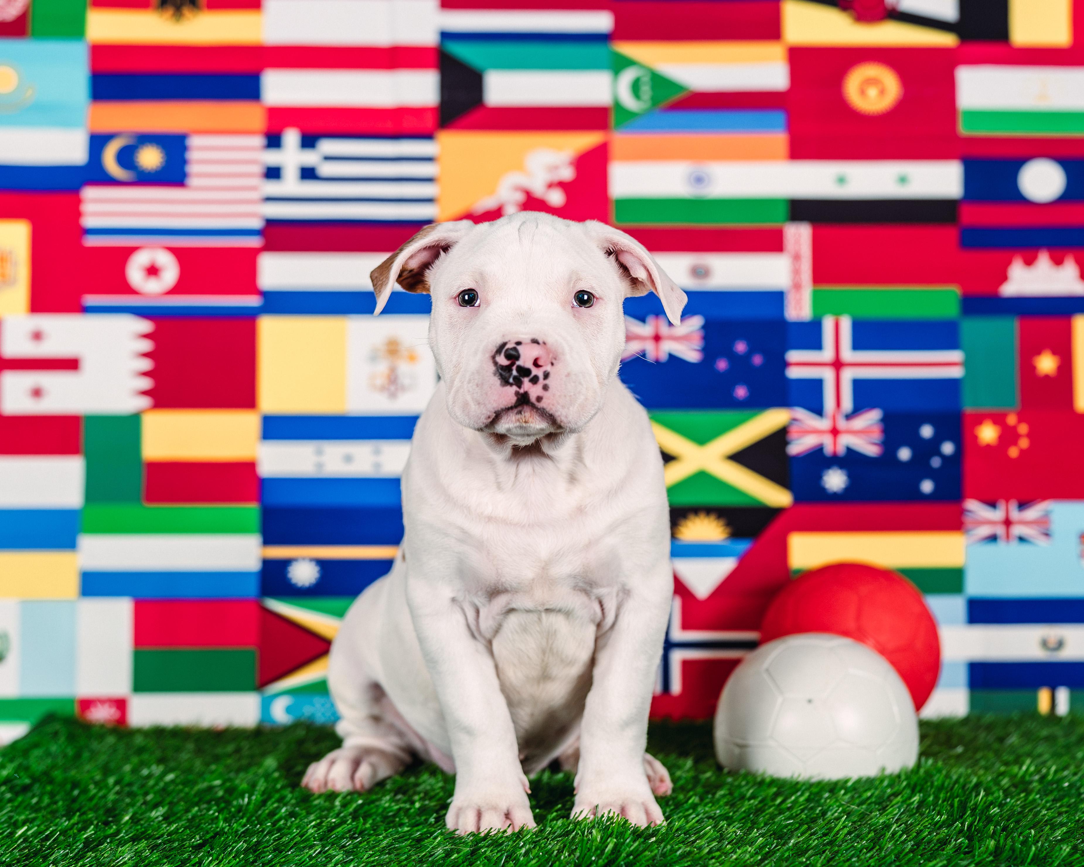 Enlarge Kane, a ADOPTABLE mixed breed in Avon, CT image 4/6