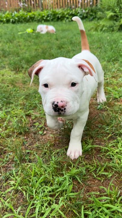 Enlarge Kane, a ADOPTABLE mixed breed in Avon, CT video 6/6