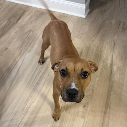 Meggie, ADOPTABLE, Young Female Pit Bull Terrier & Mixed Breed.