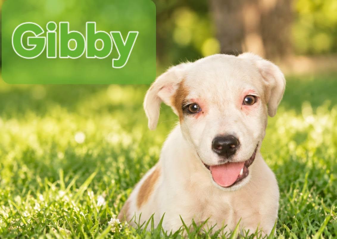 Enlarge Gibby, a Adoptable mixed breed in church point, LA image 2/2