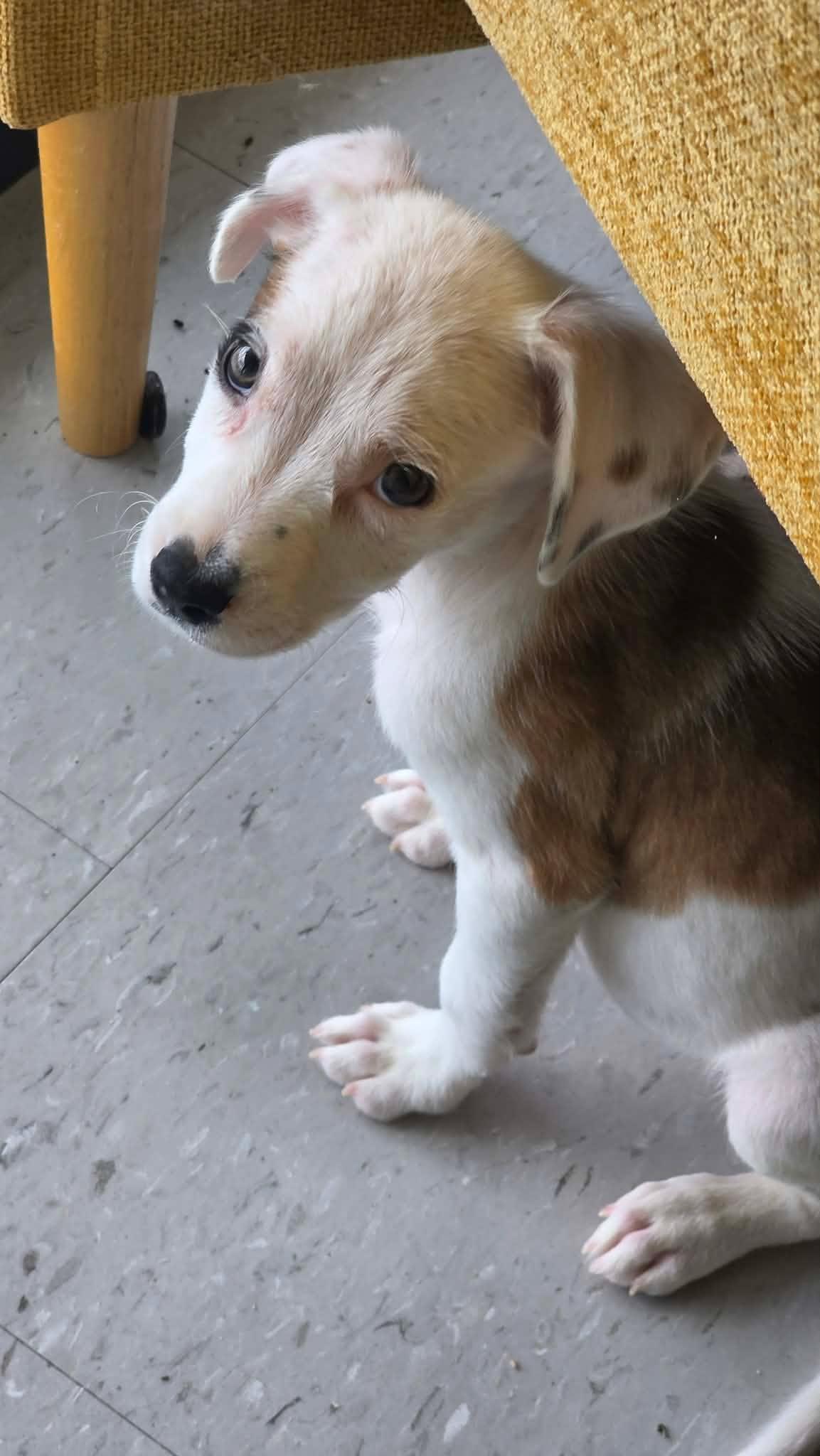 Gibby, Adoptable, Young Male Pit Bull Terrier.