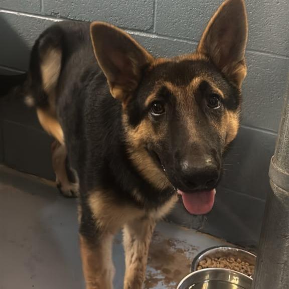 Bellatrix, Adoptable, Adult Female German Shepherd Dog.