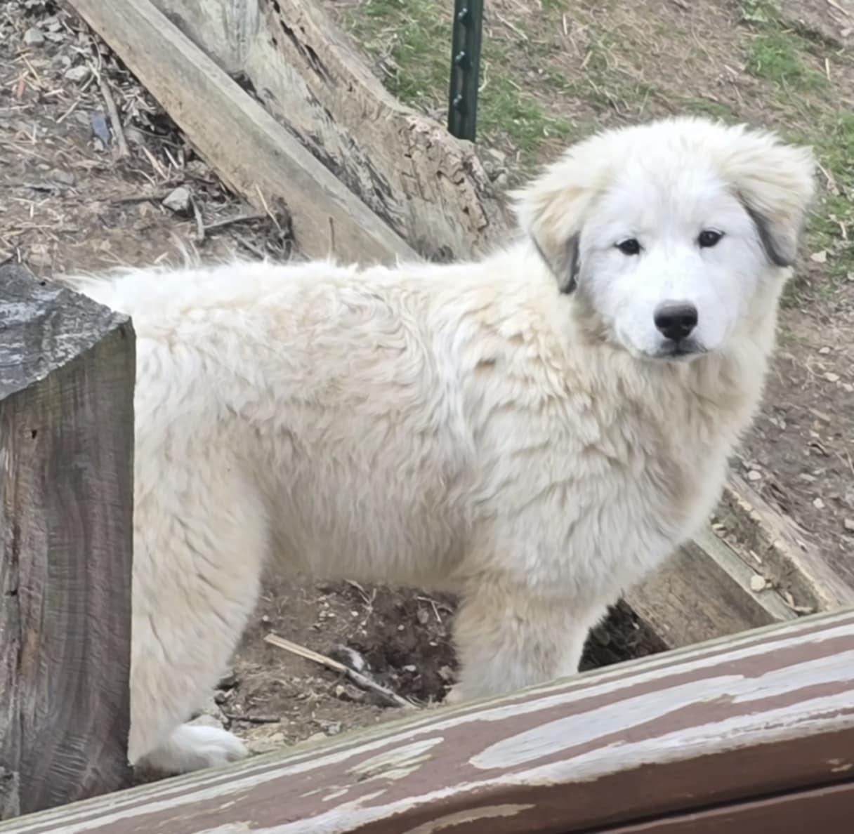 Susan, adopted, Young Female Great Pyrenees.