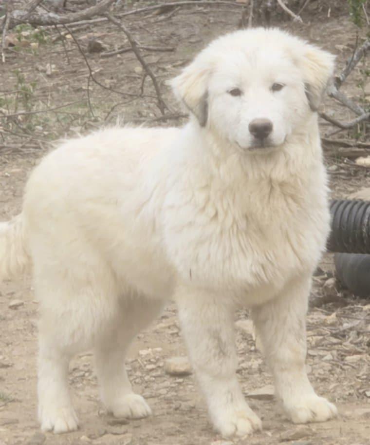 Enlarge Susan, an adopted Great Pyrenees in Mouth of Wilson, VA image 2/2