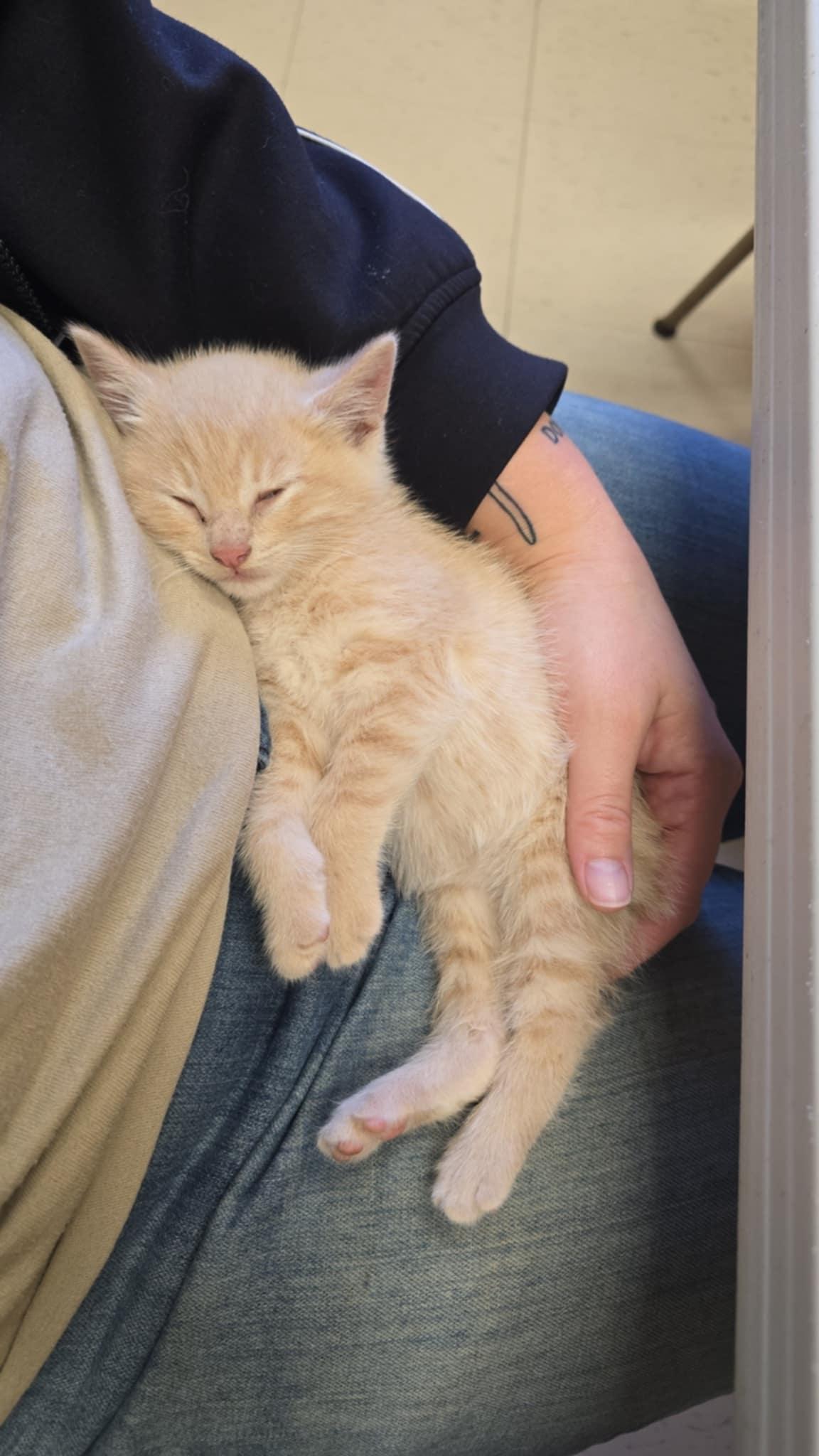 Jack, Adoptable, Kitten Male Domestic Short Hair.