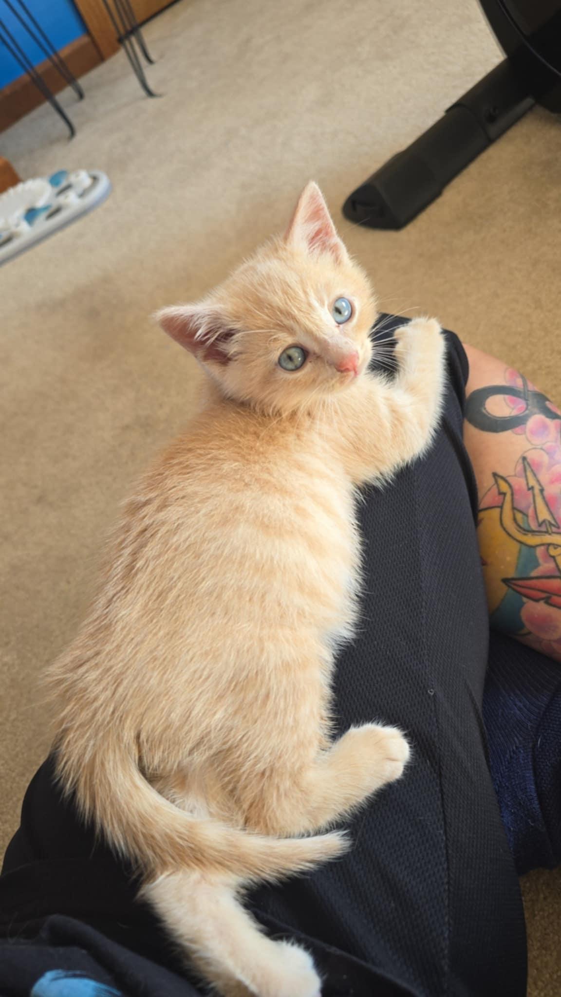 Enlarge Jack, a Adoptable Domestic Short Hair in Mount Sterling, IL image 2/3