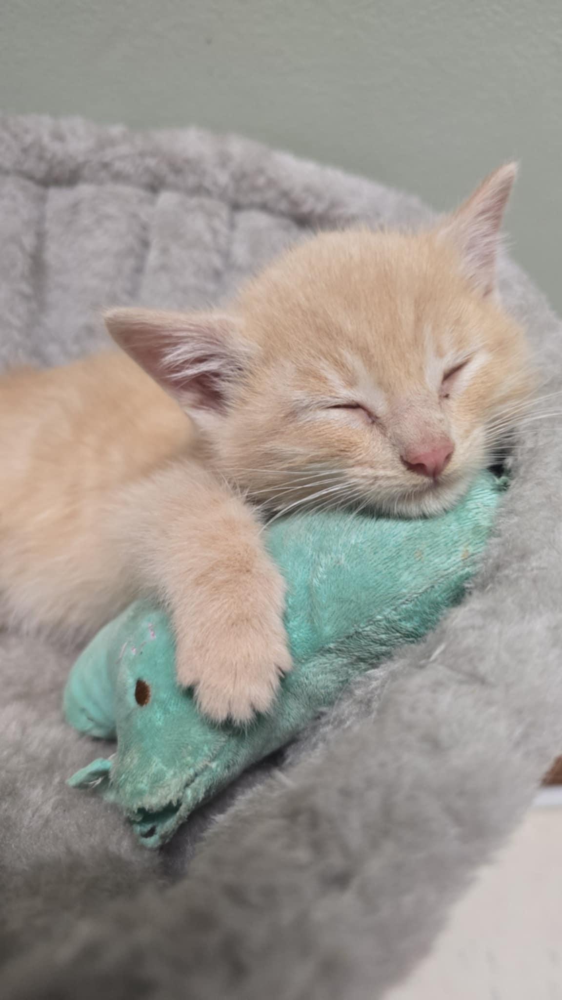 Enlarge Jack, a Adoptable Domestic Short Hair in Mount Sterling, IL image 3/3