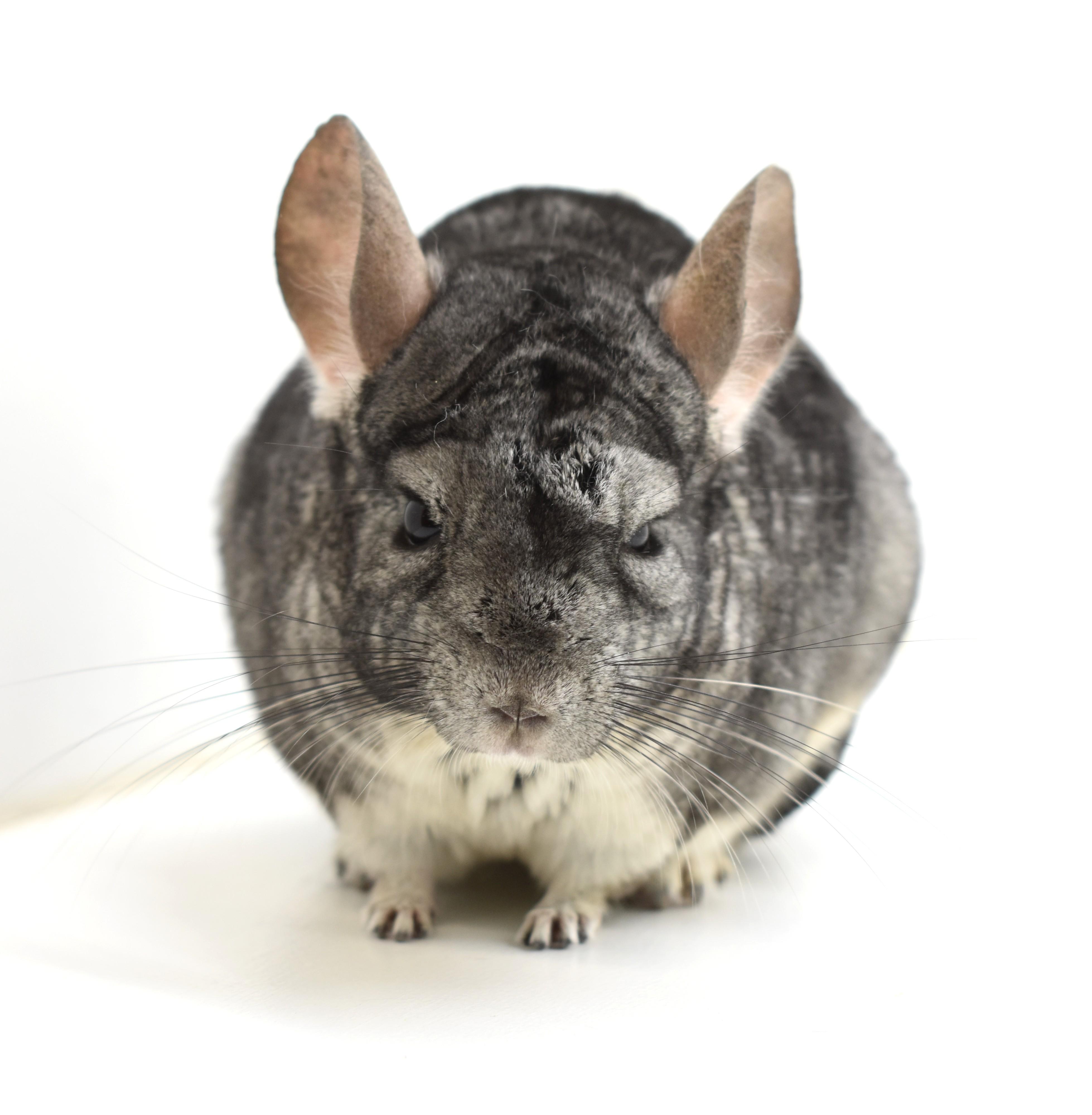 Umami, Adoptable, Adult Female Chinchilla.