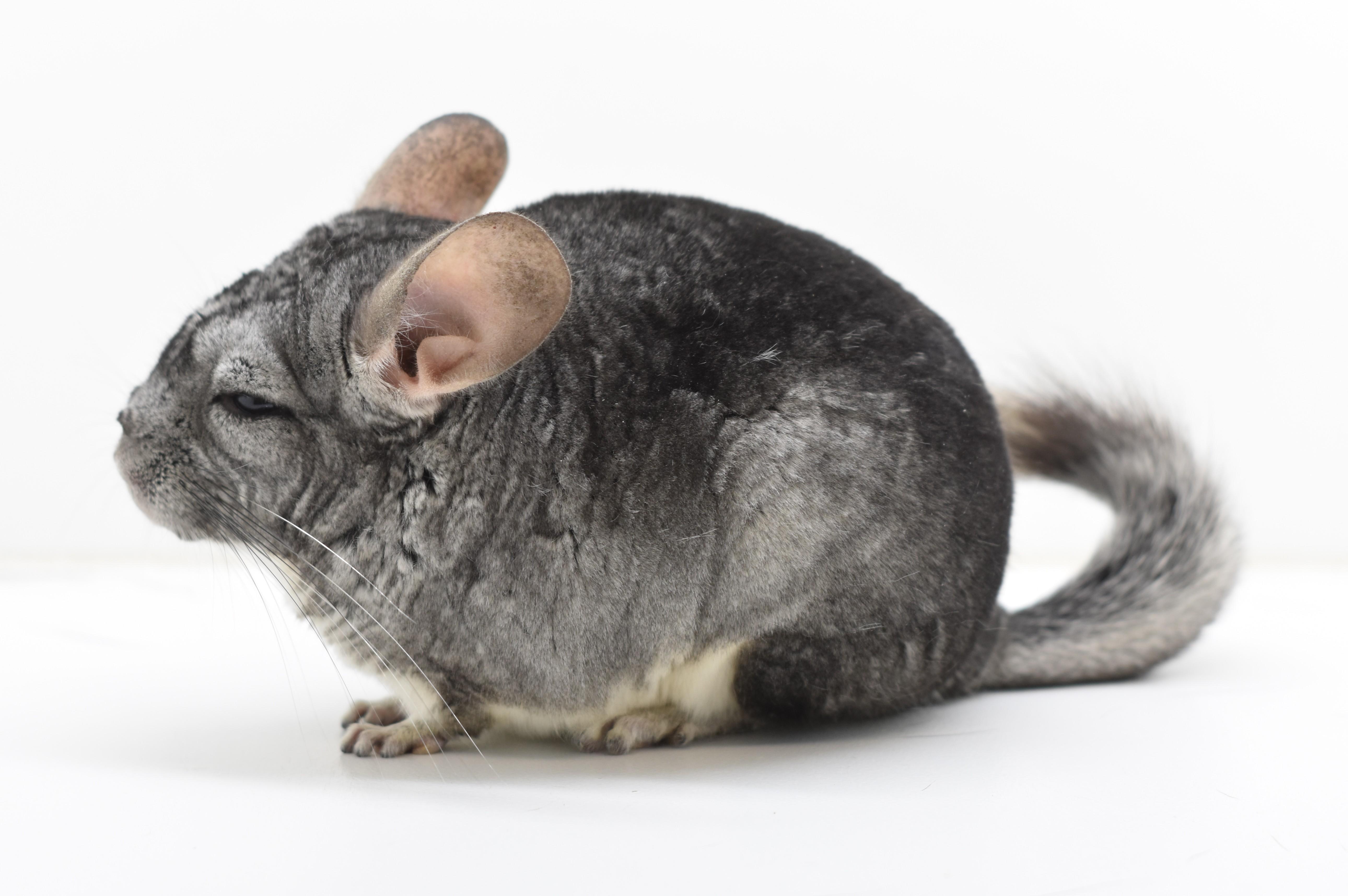 Umami, a Adoptable Chinchilla in Wolcott, IN image 2/2