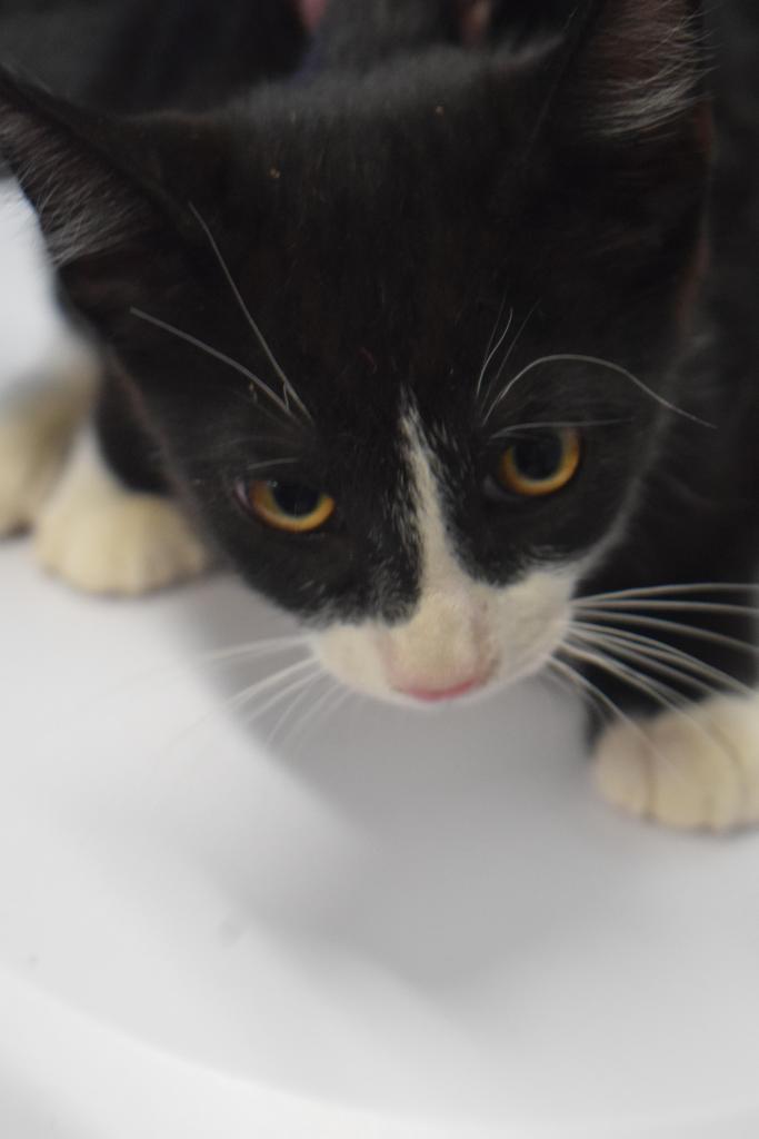 Enlarge Kaden (Daisy May K4), a Adoptable mixed breed in Pahrump, NV image 1/1
