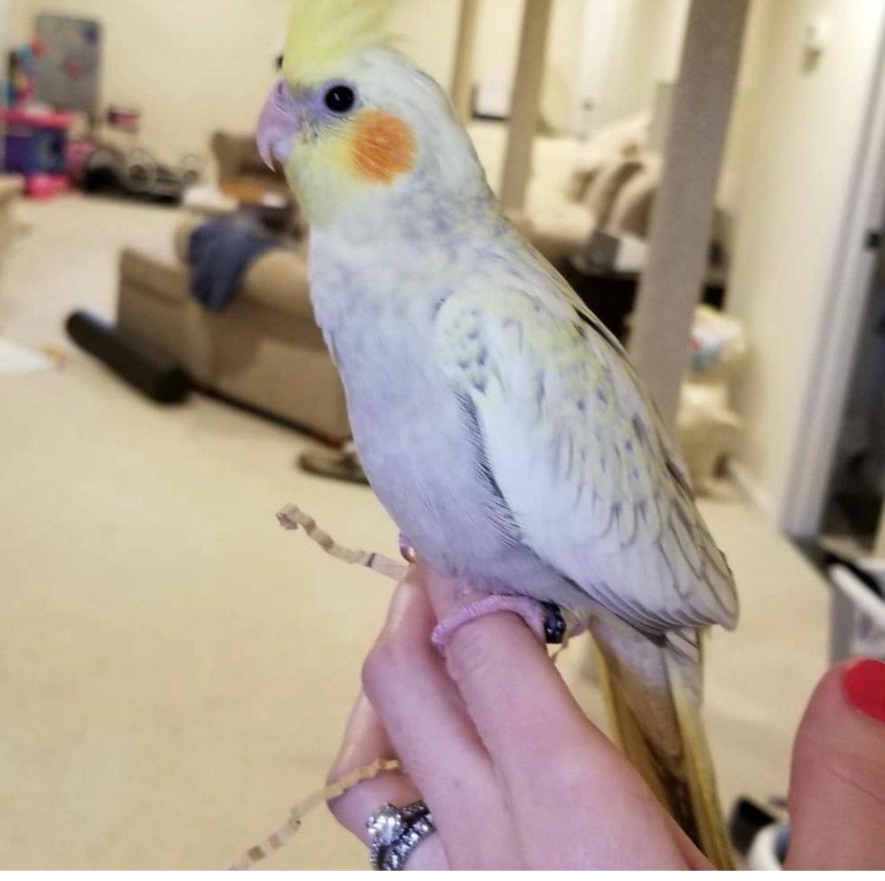 Milo - Adoptable Pet | Petfinder | Petfinder