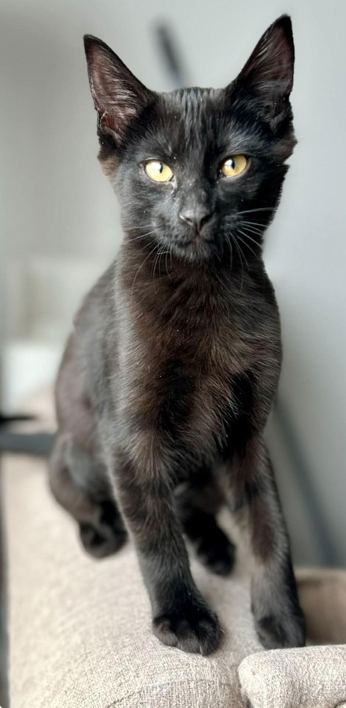 Enlarge SCARF, a Adopted mixed breed in Minesing, ON image 2/3