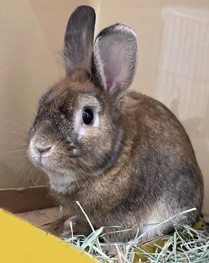 Mittens, Adoptable, Adult Male American & American.