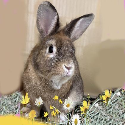 Enlarge Mittens, a Adoptable American in Voorhees, NJ image 2/3