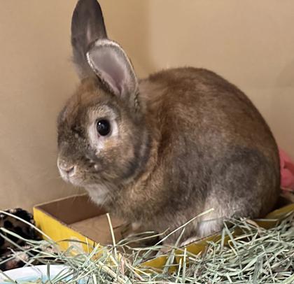 Enlarge Mittens, a Adoptable American in Voorhees, NJ image 3/3