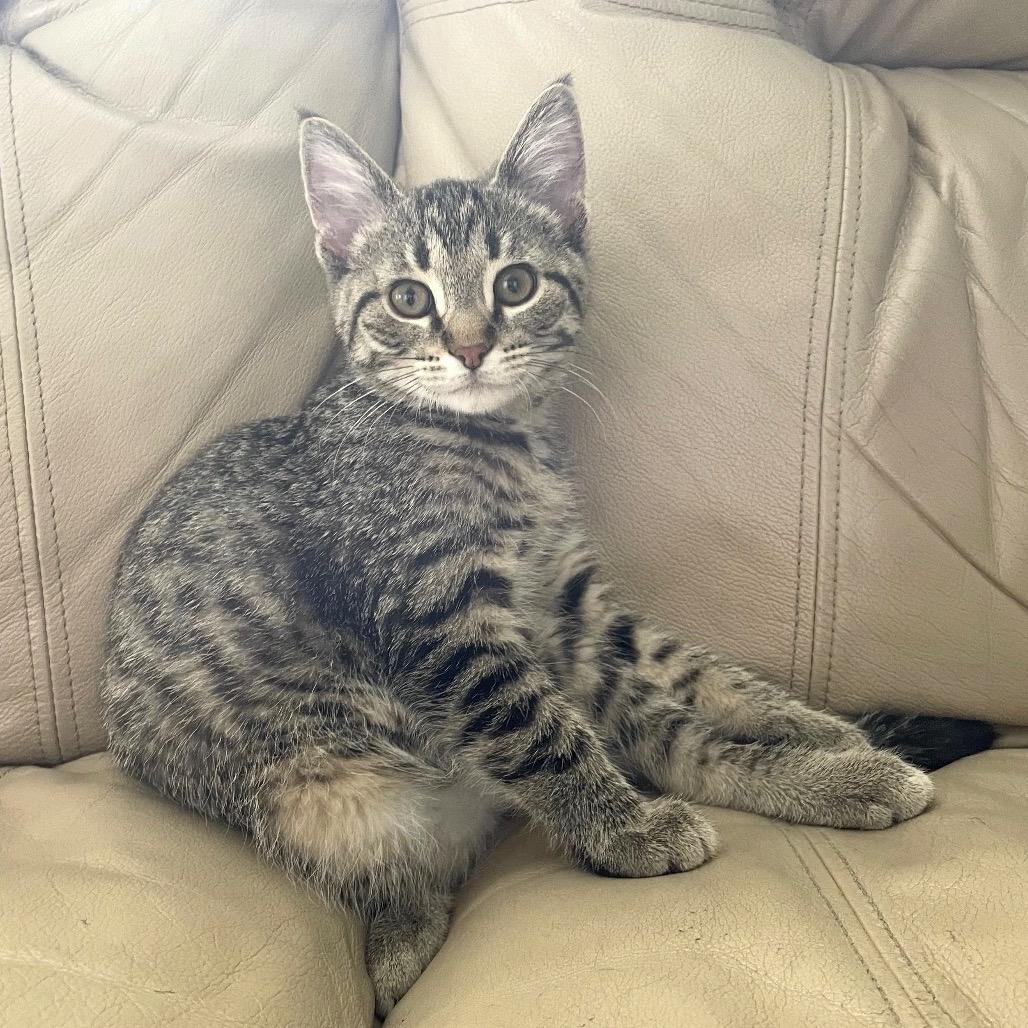Potato Chip, Adoptable, Kitten Male Domestic Short Hair.