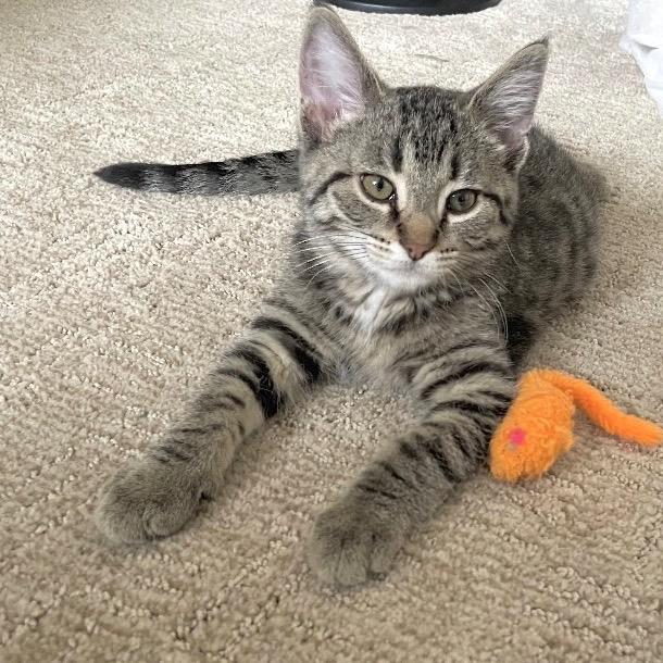 Enlarge Potato Chip, a Adoptable Domestic Short Hair in Goshen, IN image 2/3