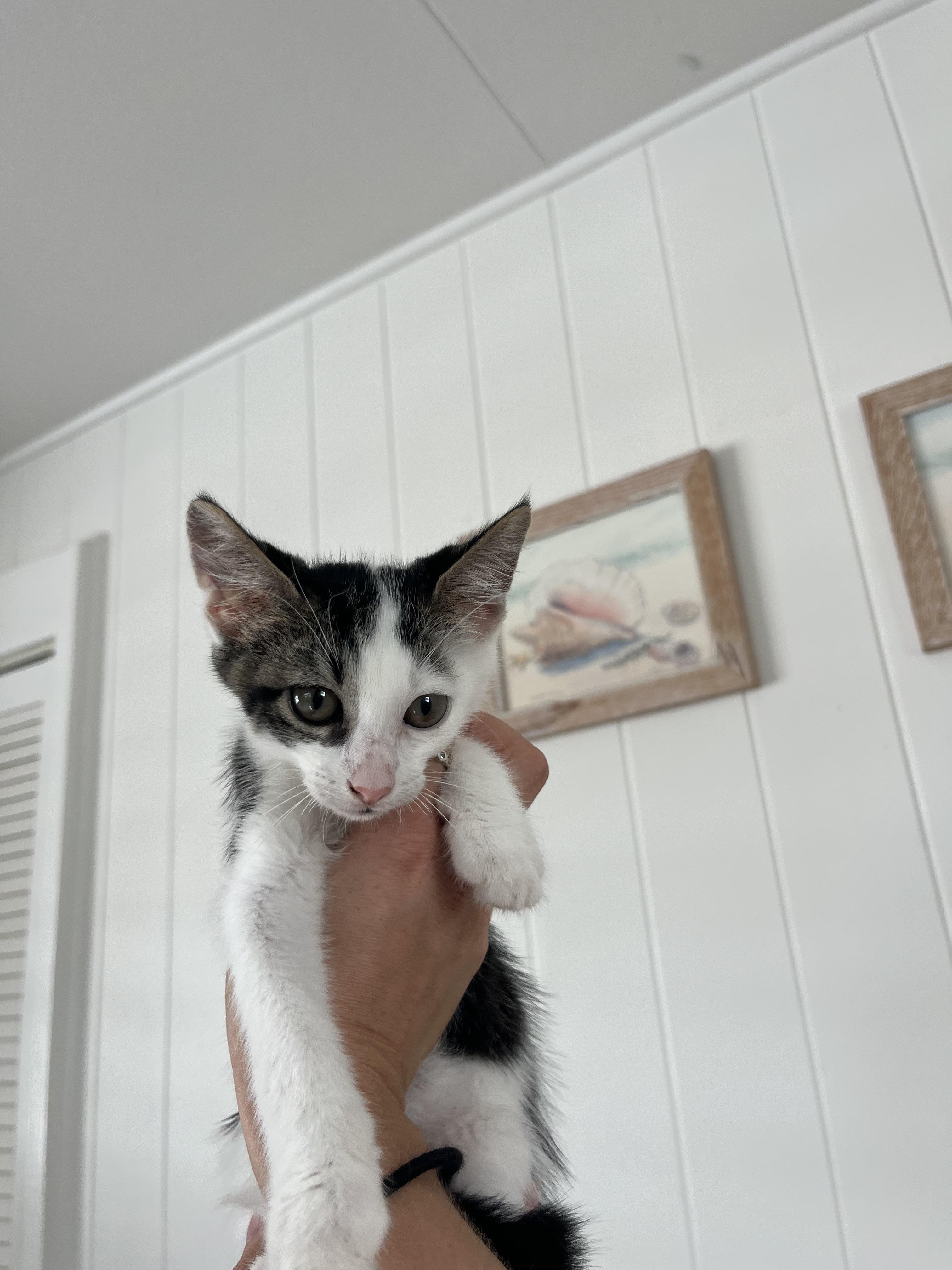 Enlarge Mason, a Adopted Domestic Medium Hair in Ewa Beach, HI image 5/5