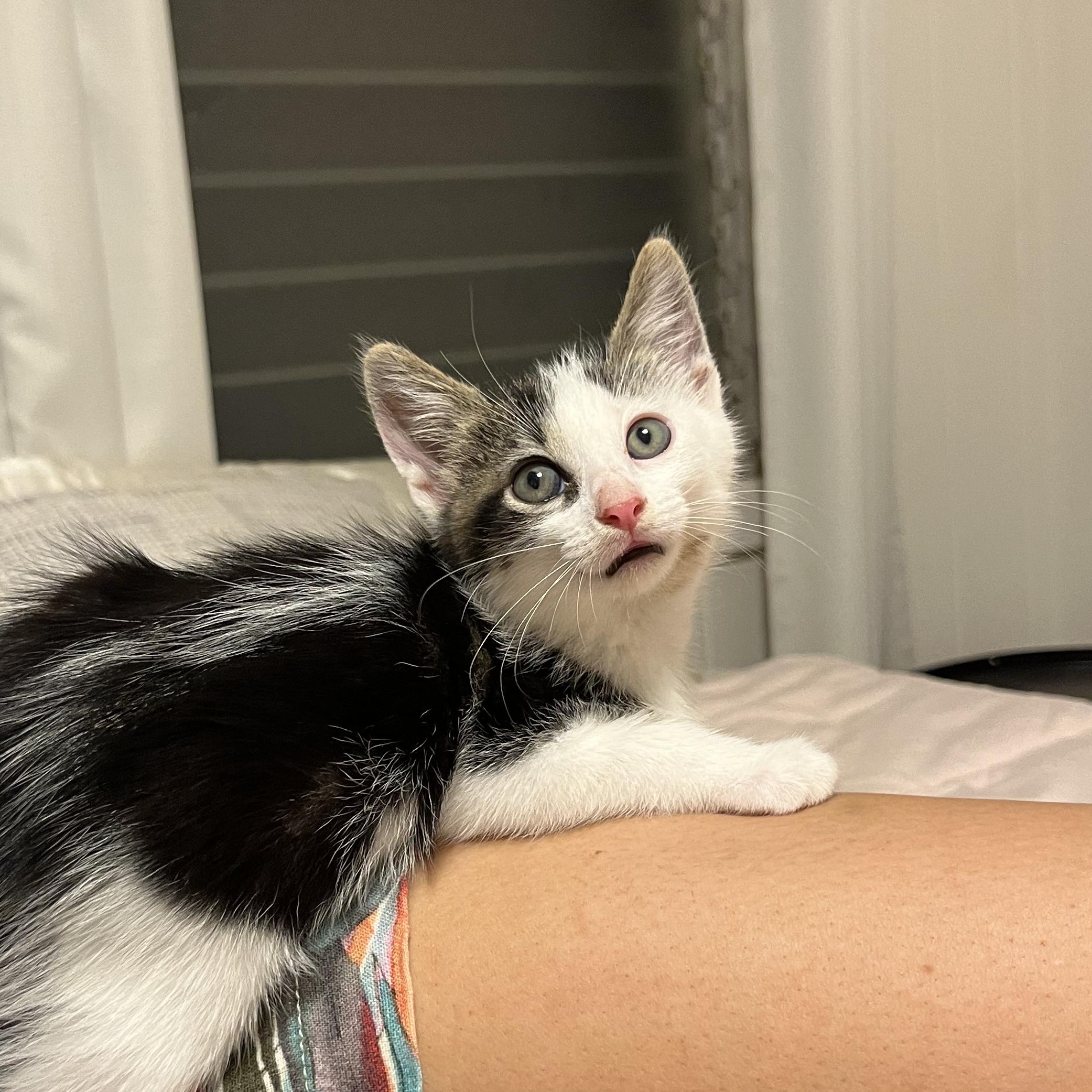 Enlarge Mason, a Adopted Domestic Medium Hair in Ewa Beach, HI image 3/5