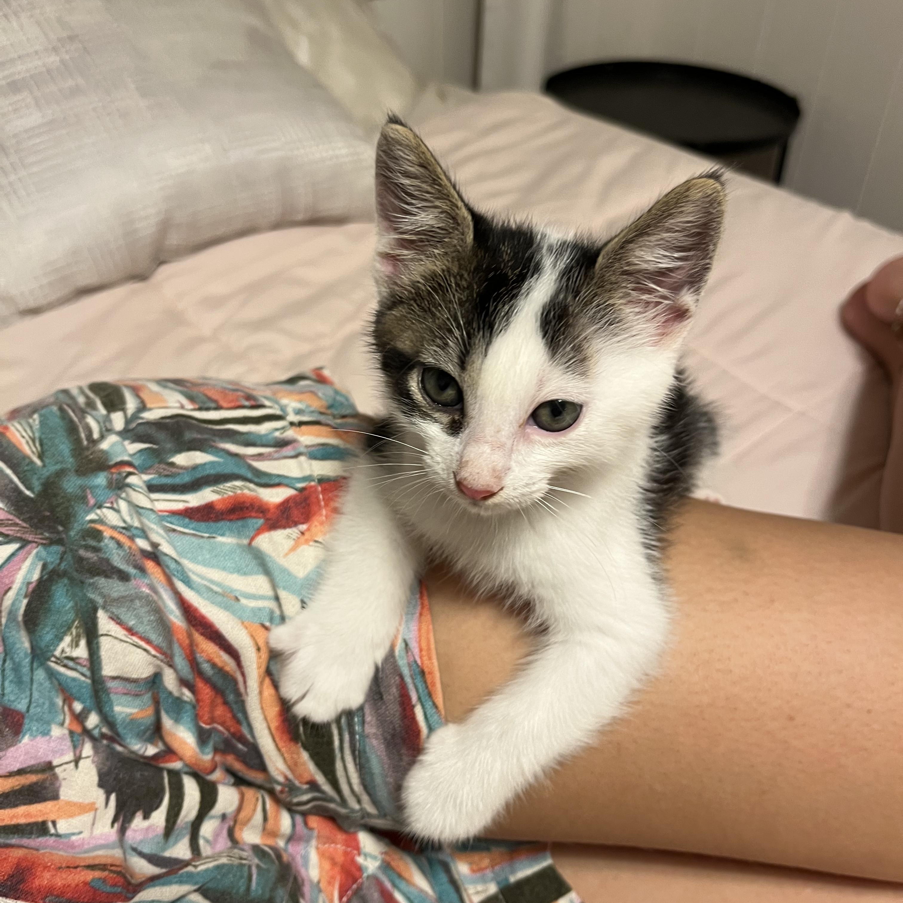 Enlarge Mason, a Adopted Domestic Medium Hair in Ewa Beach, HI image 4/5
