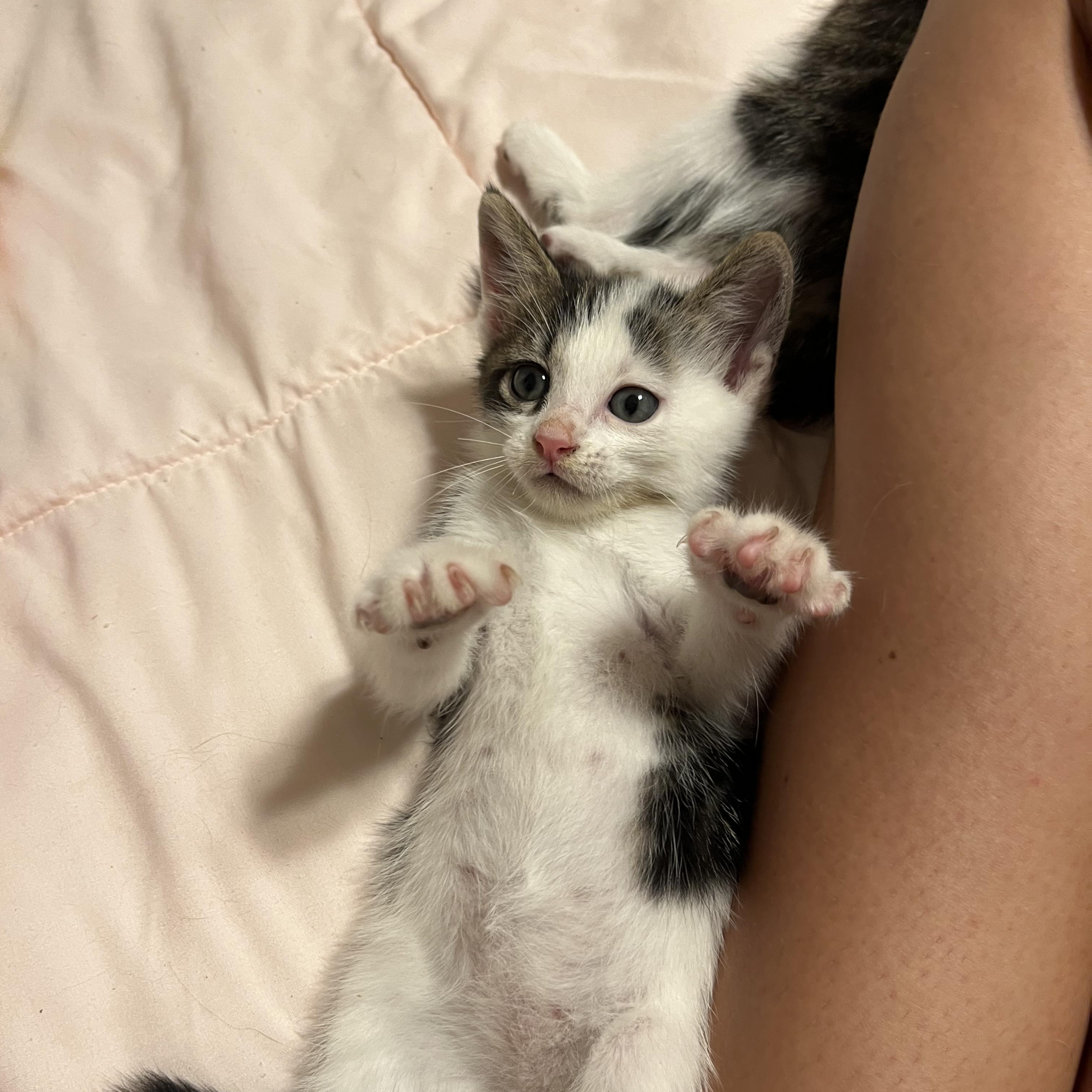 Mason, Adopted, Kitten Male Domestic Medium Hair.