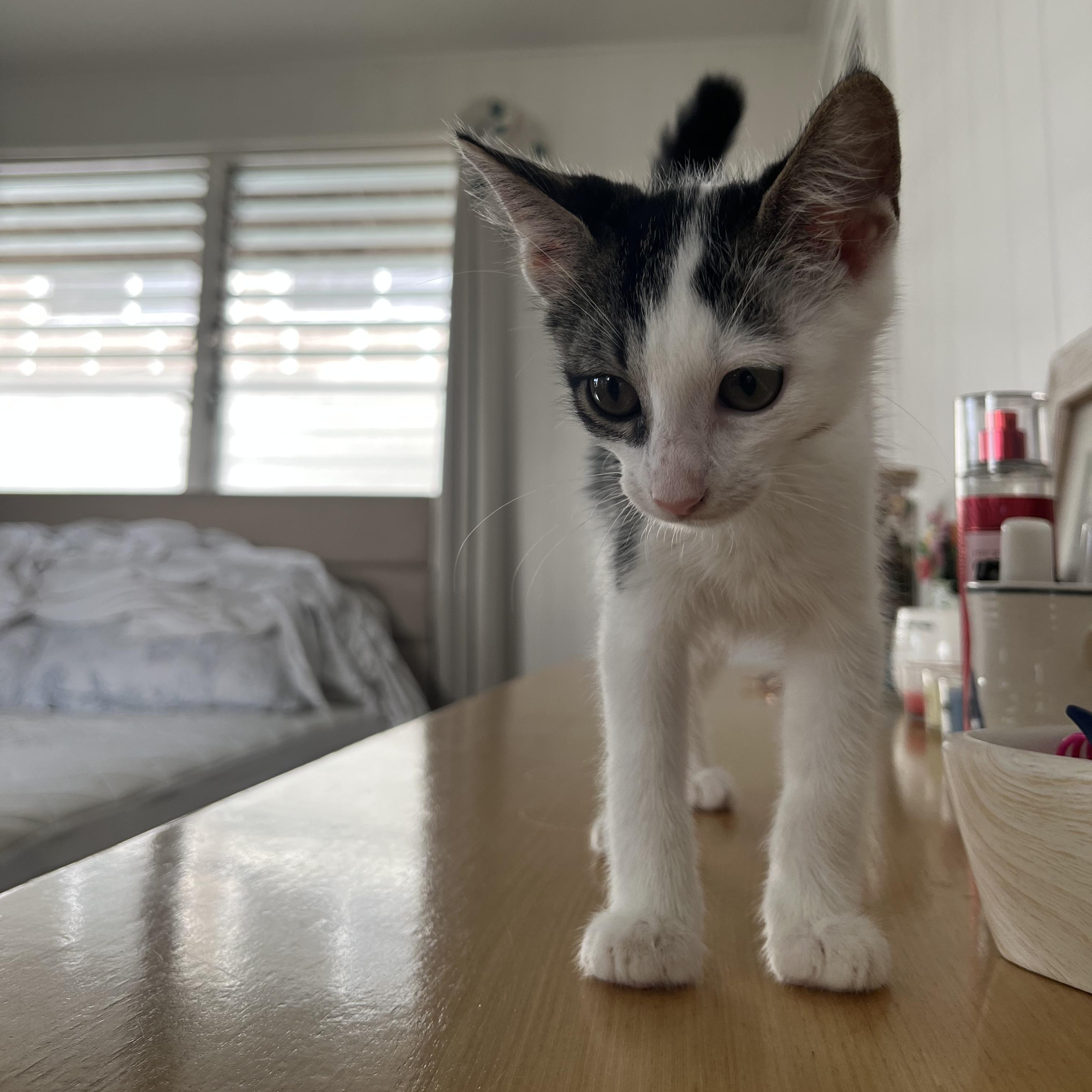 Enlarge Mason, a Adopted Domestic Medium Hair in Ewa Beach, HI image 2/5
