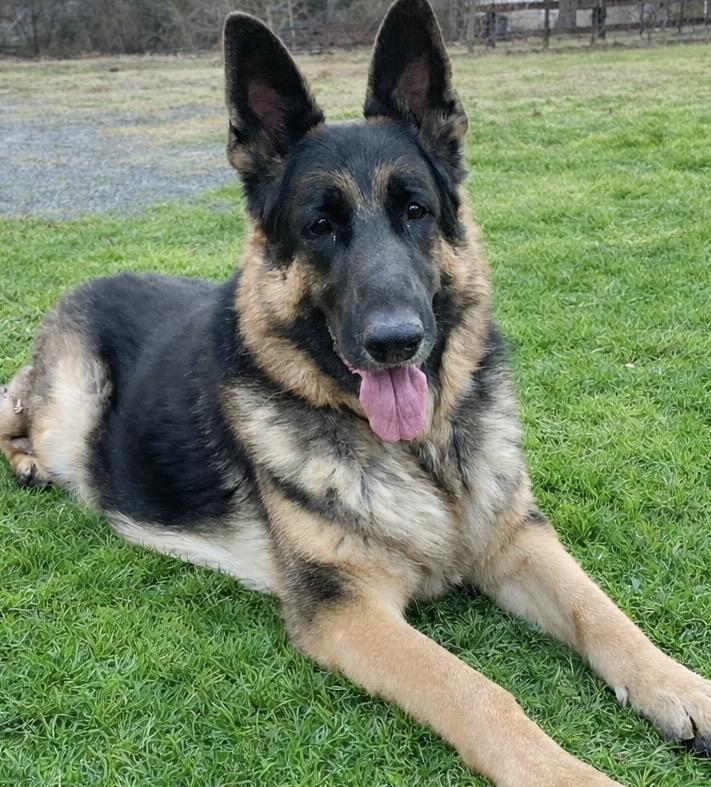 Koda, adopted, Adult Male German Shepherd Dog.