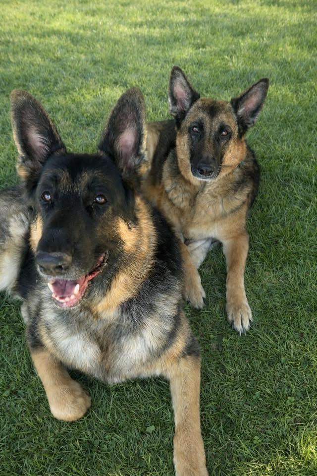 Enlarge Koda, an adopted German Shepherd Dog in Fairfax, VA image 2/3
