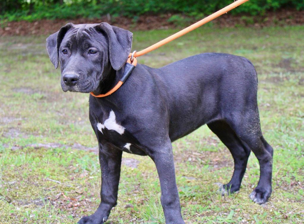 Magpie, Adoptable, Puppy Female Labrador Retriever & Spaniel.