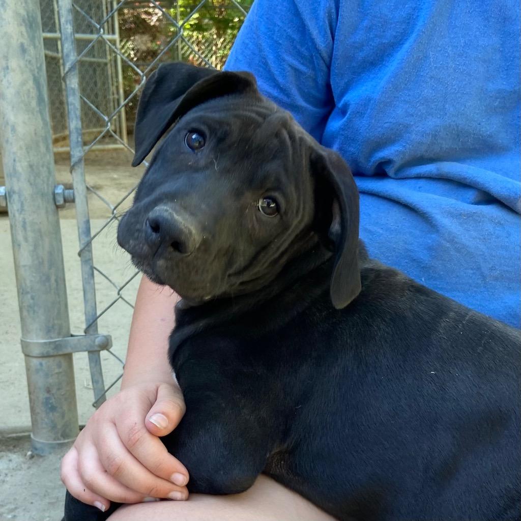 Magpie, Adoptable, Puppy Female Labrador Retriever & Spaniel.