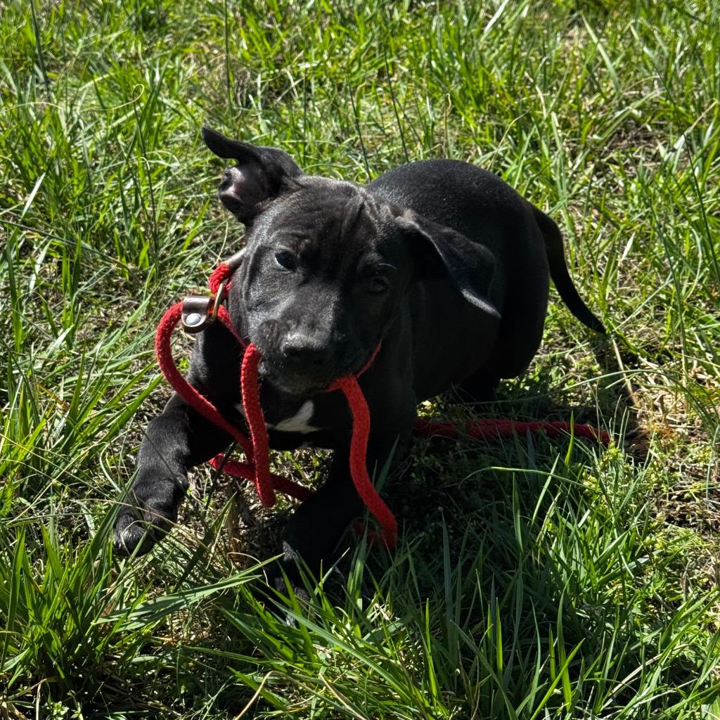 Magpie, Adoptable, Puppy Female Labrador Retriever & Spaniel.