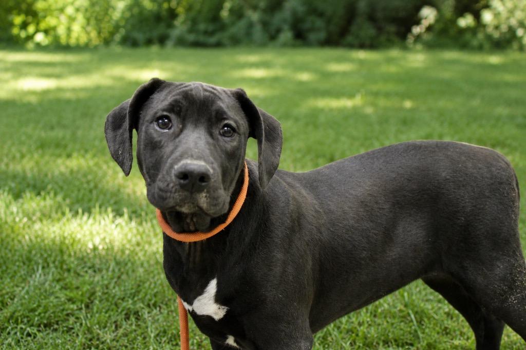 Enlarge Magpie, a Adoptable mixed breed in Clinton, SC image 4/6