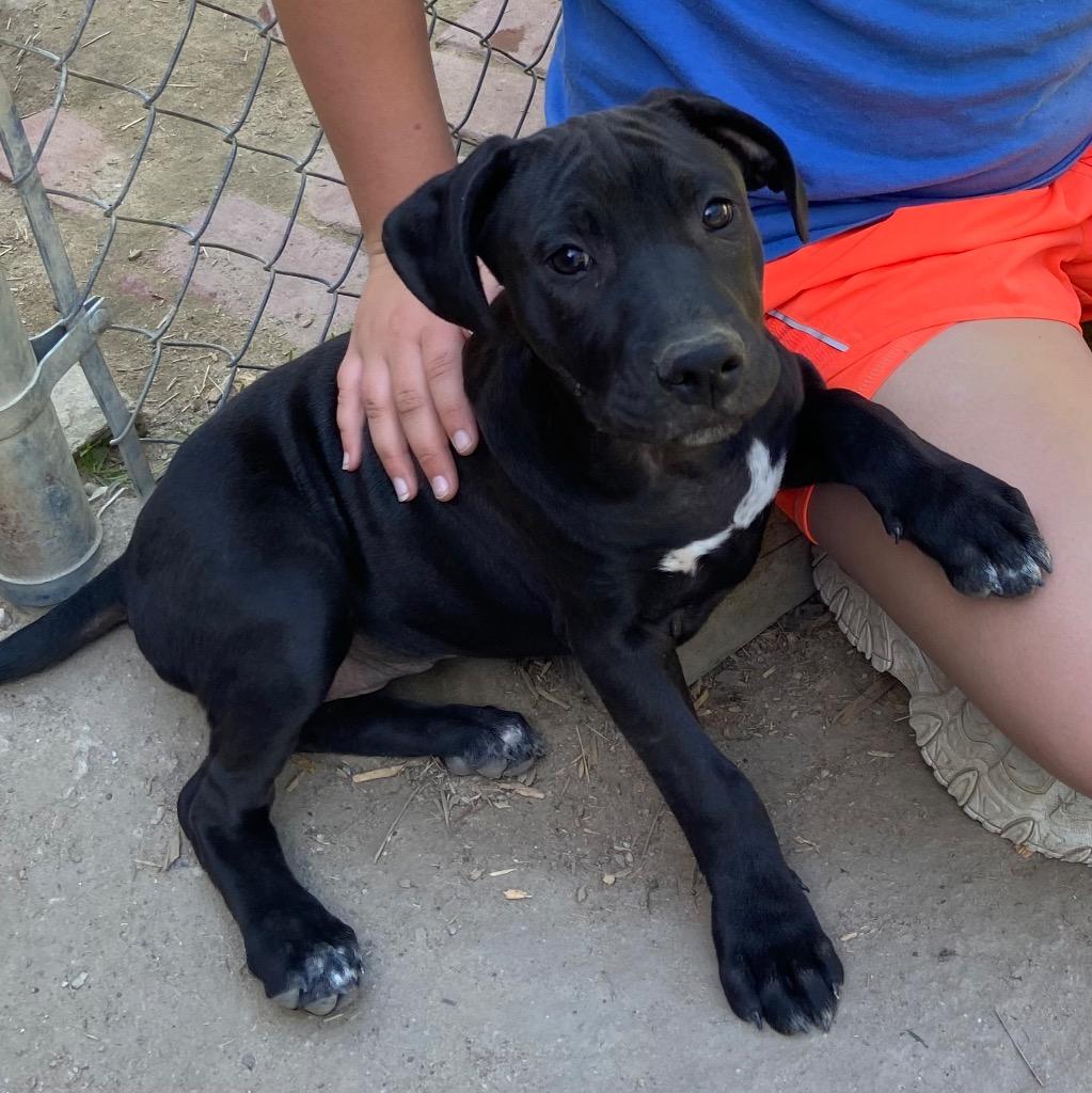 Enlarge Magpie, a Adoptable mixed breed in Clinton, SC image 3/4